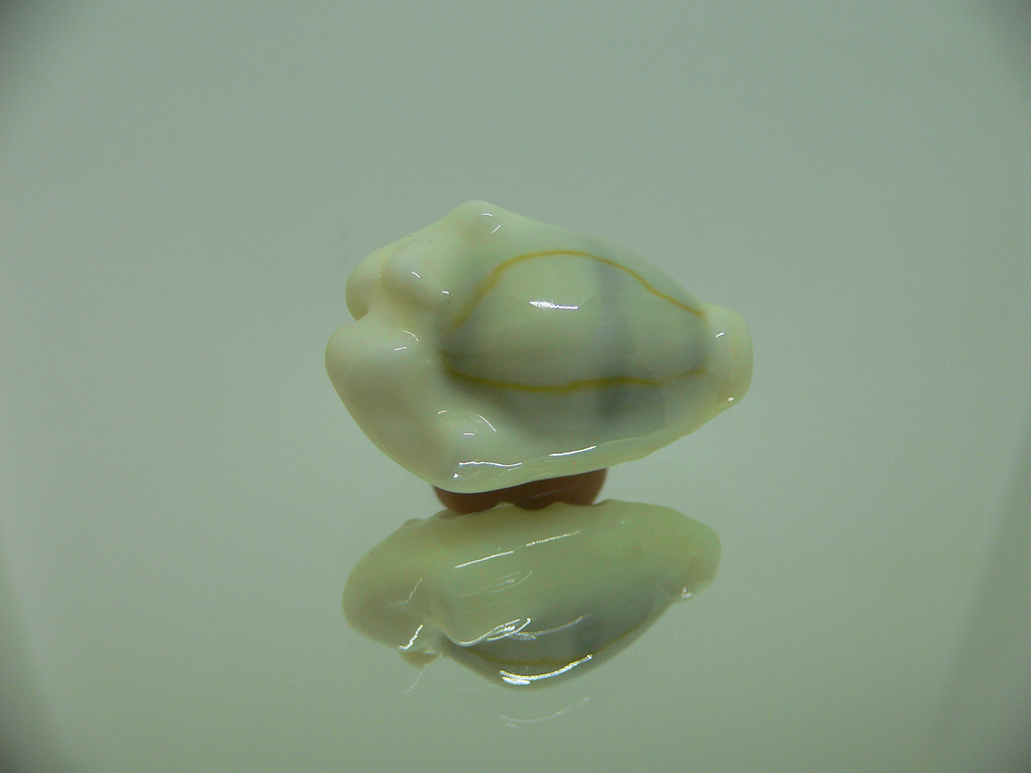 Cypraea moneta barthelemyi (var.) UNUSUAL COLOR BIG