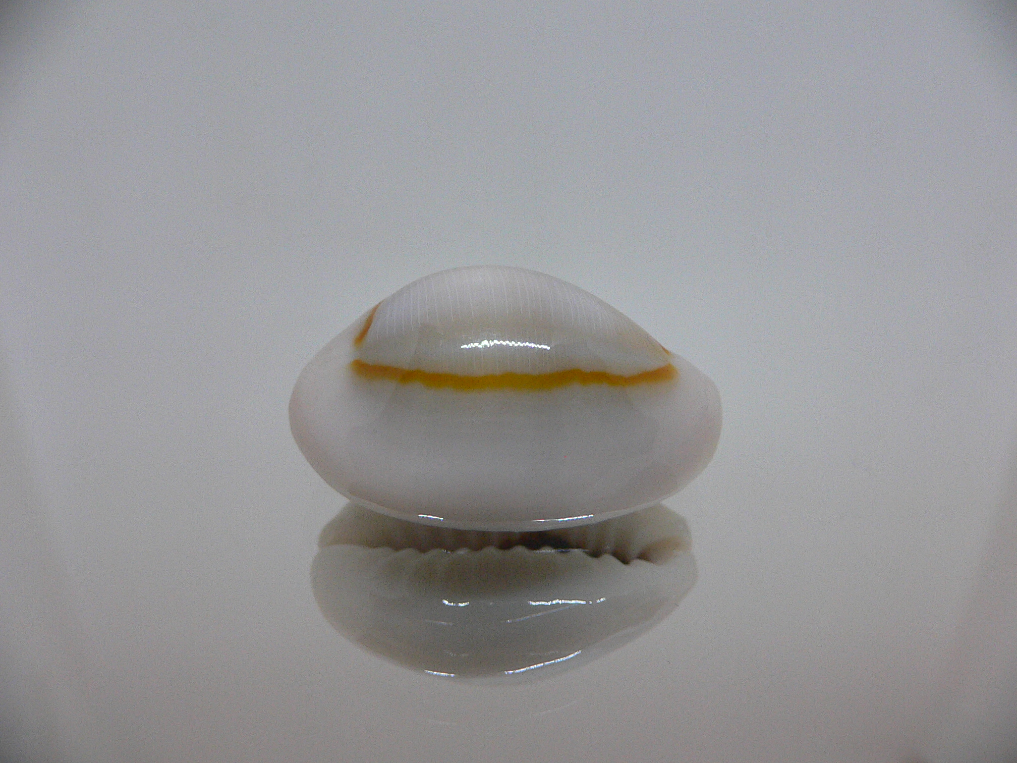 Cypraea annulus noumeensis (var.) CALLOUSED