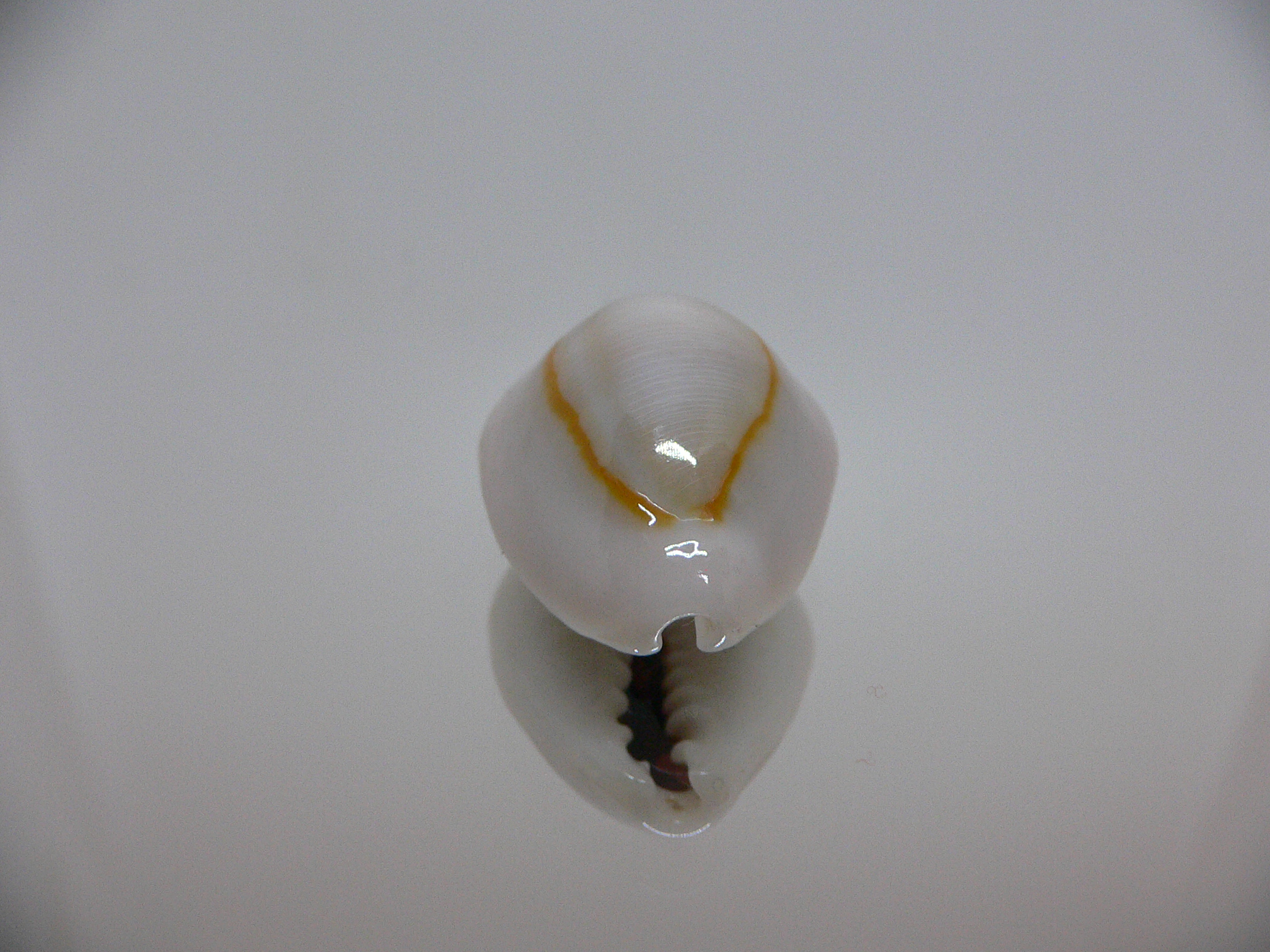 Cypraea annulus noumeensis (var.) CALLOUSED