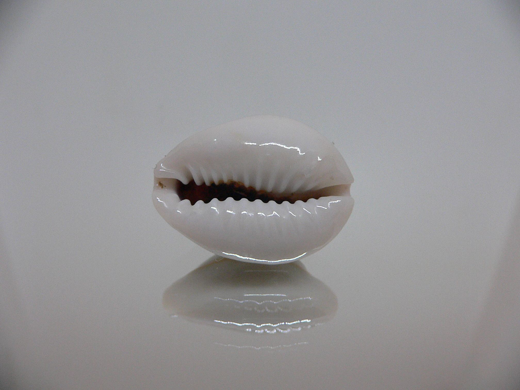 Cypraea annulus noumeensis (var.) CALLOUSED