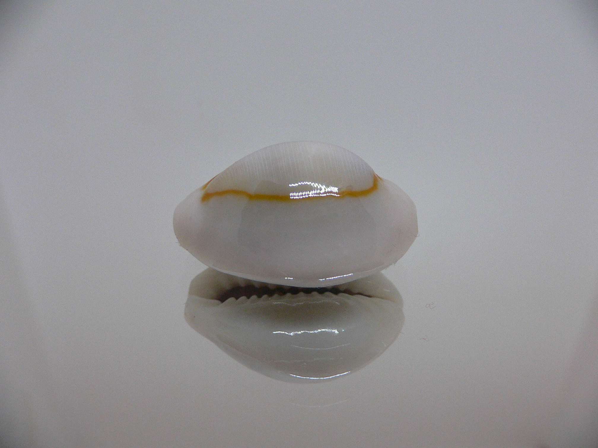 Cypraea annulus noumeensis (var.) CALLOUSED