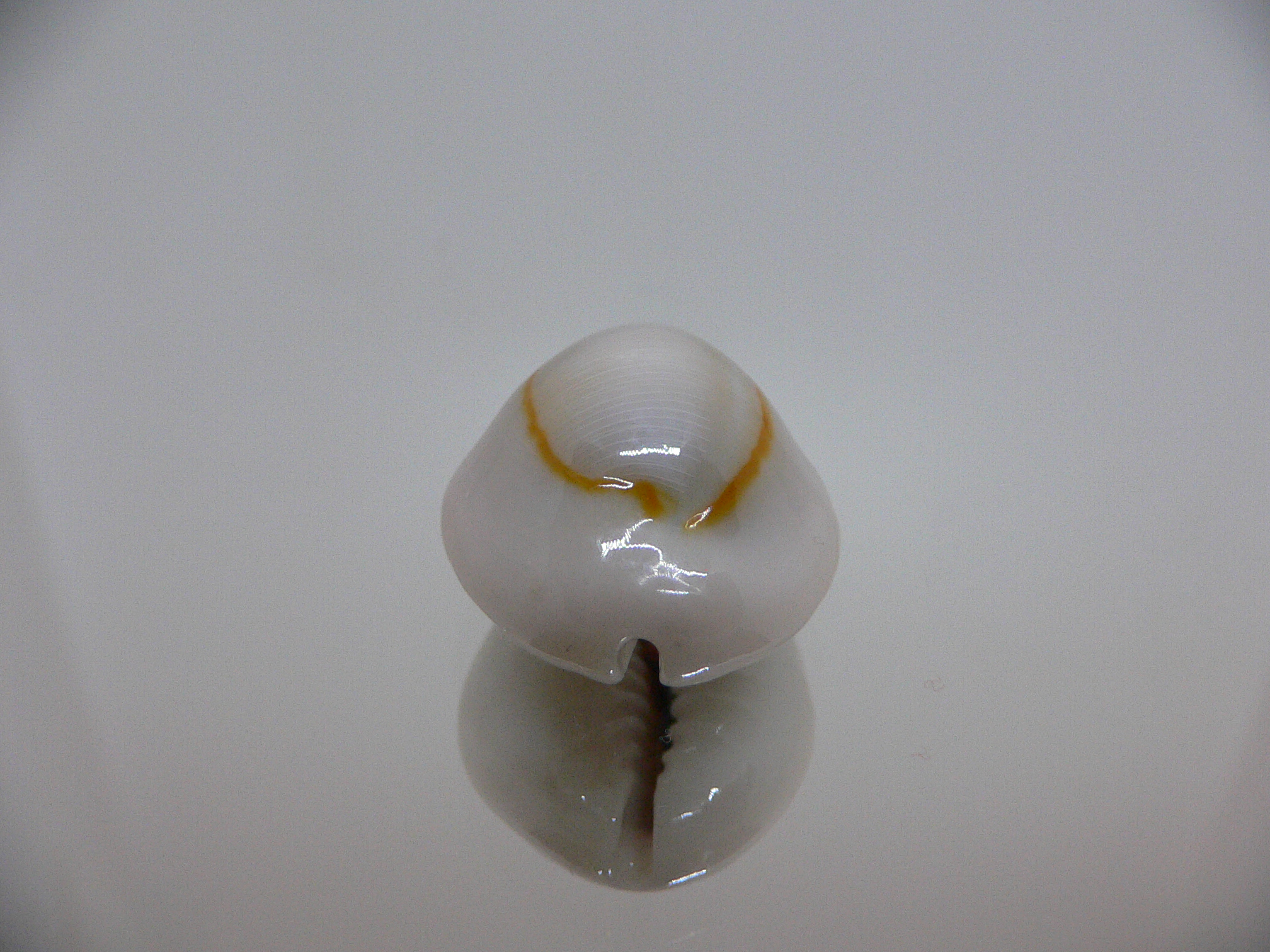 Cypraea annulus noumeensis (var.) CALLOUSED