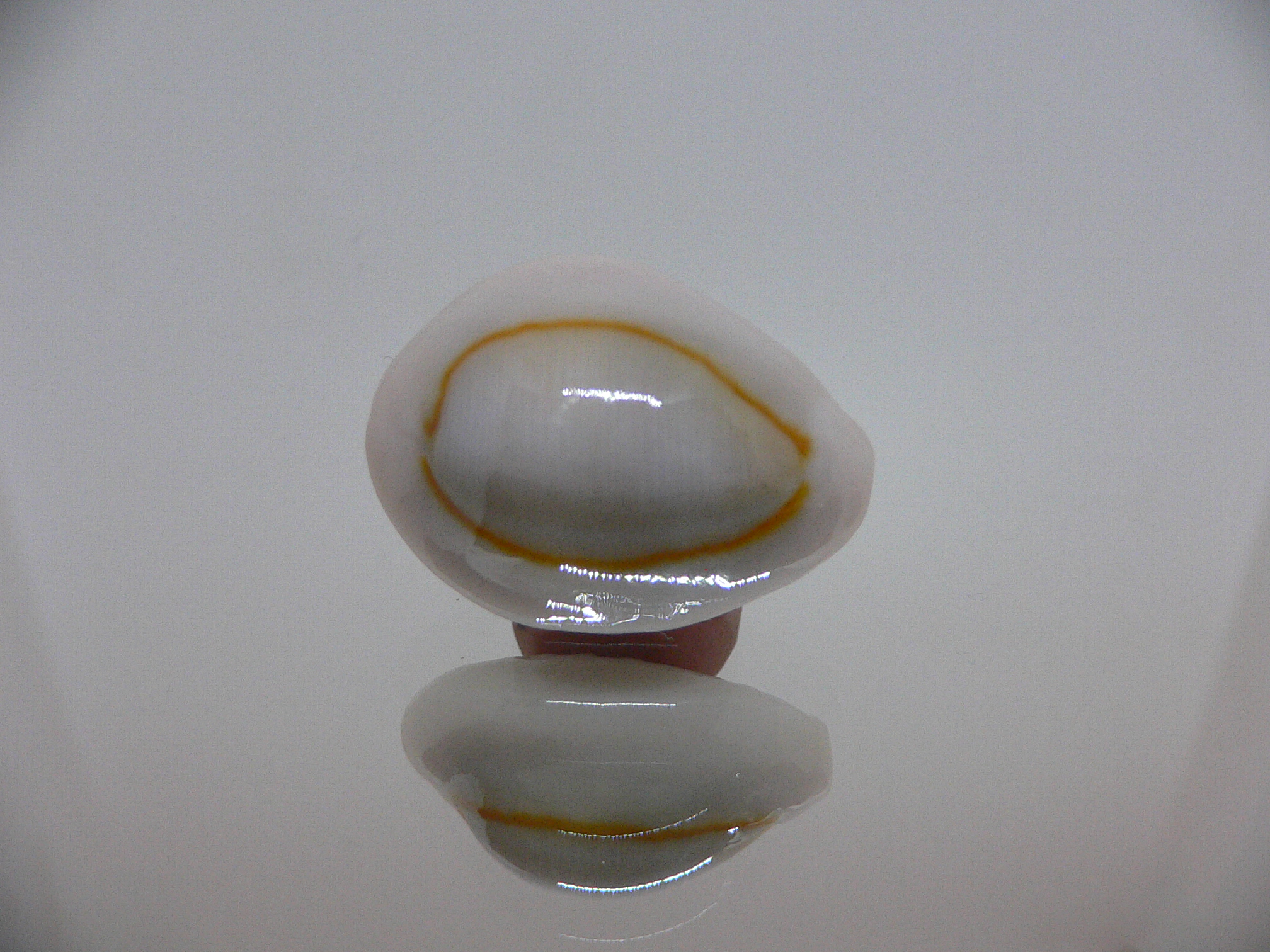 Cypraea annulus noumeensis (var.) CALLOUSED