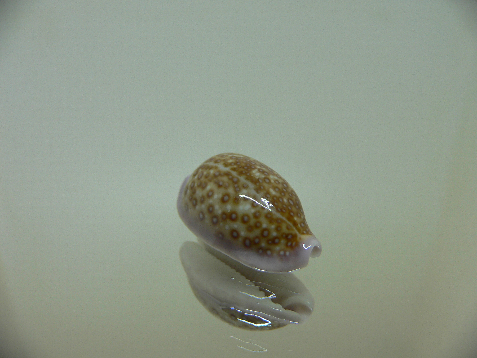 Cypraea albuginosa