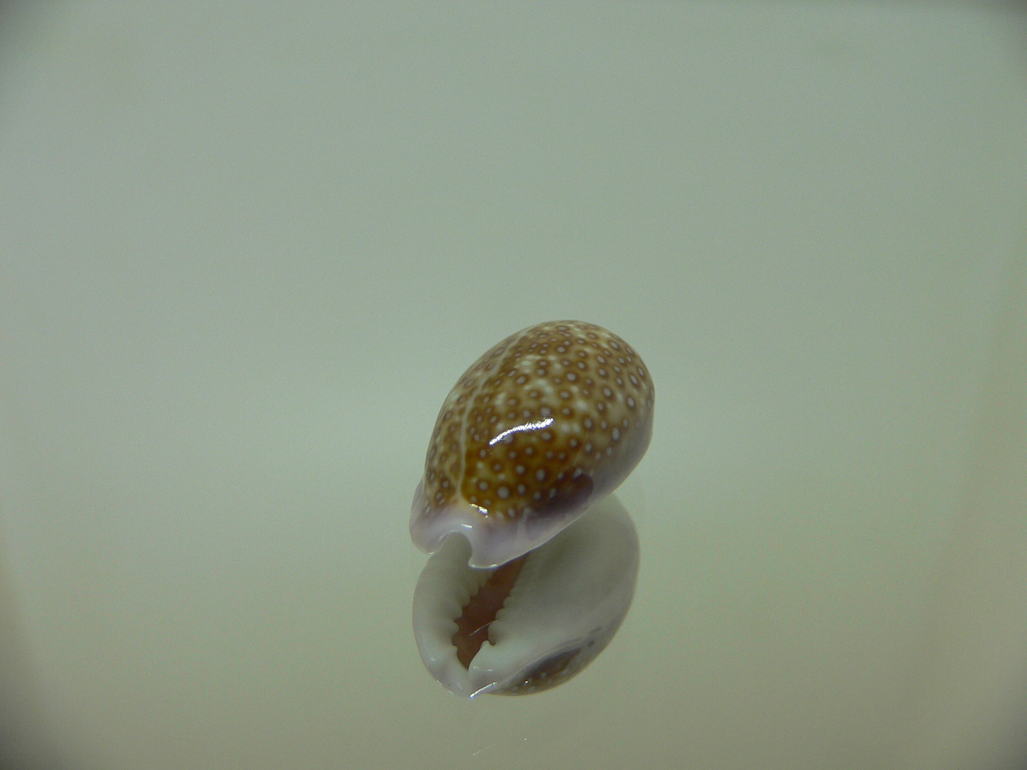 Cypraea albuginosa