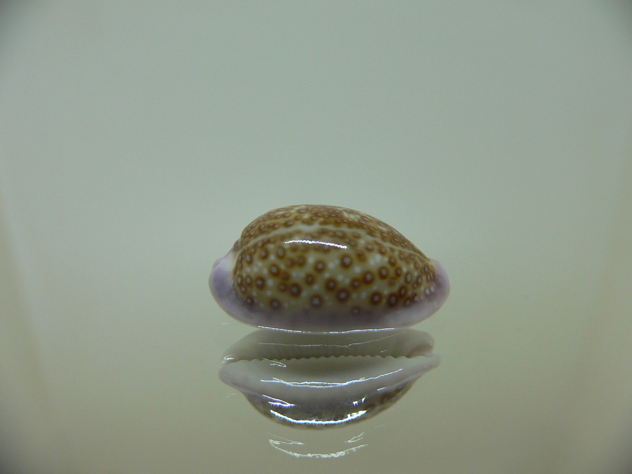 Cypraea albuginosa