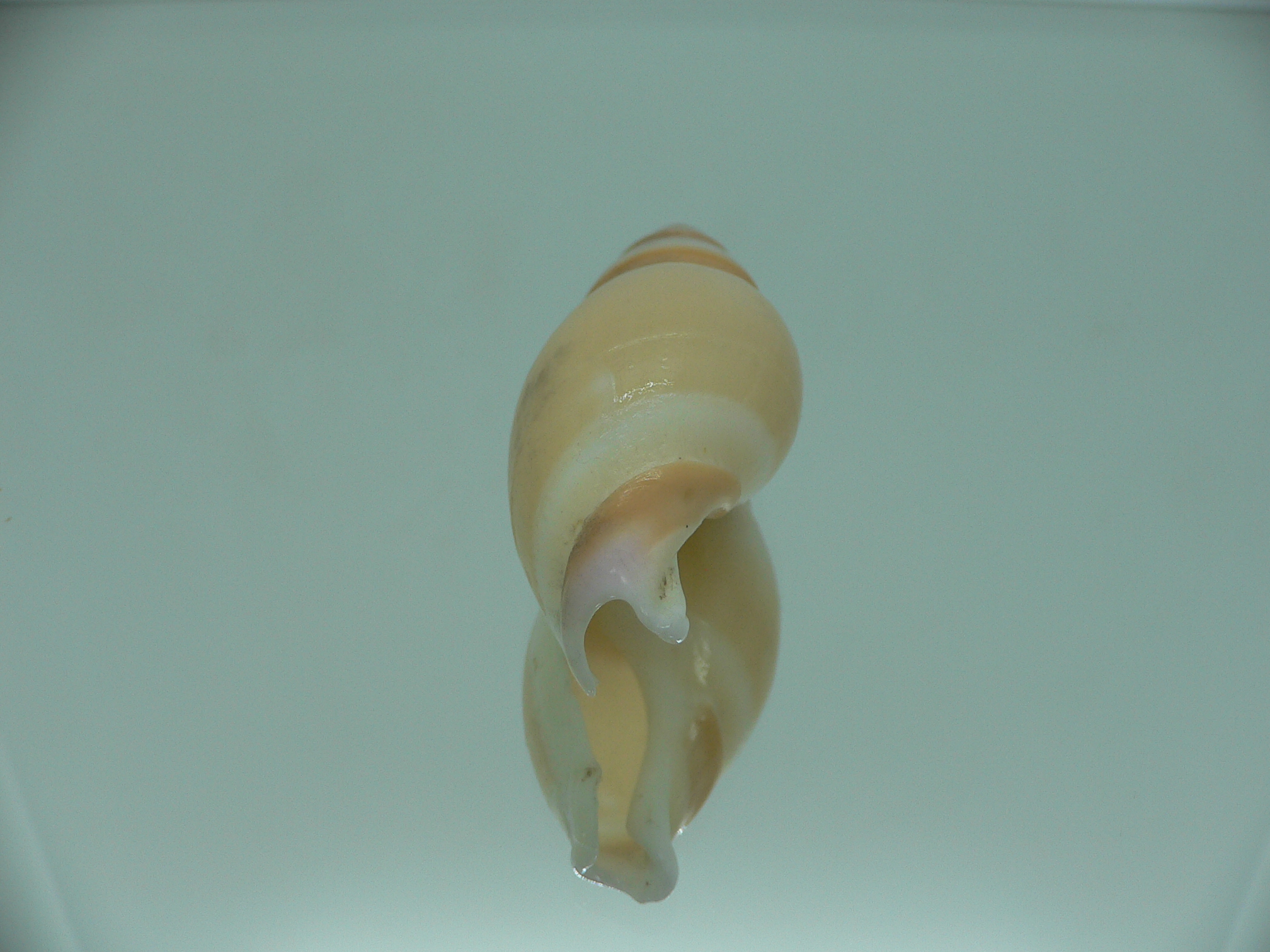 Amalda hilgendorfi hilgendorfi BIG, RARE, bit dead