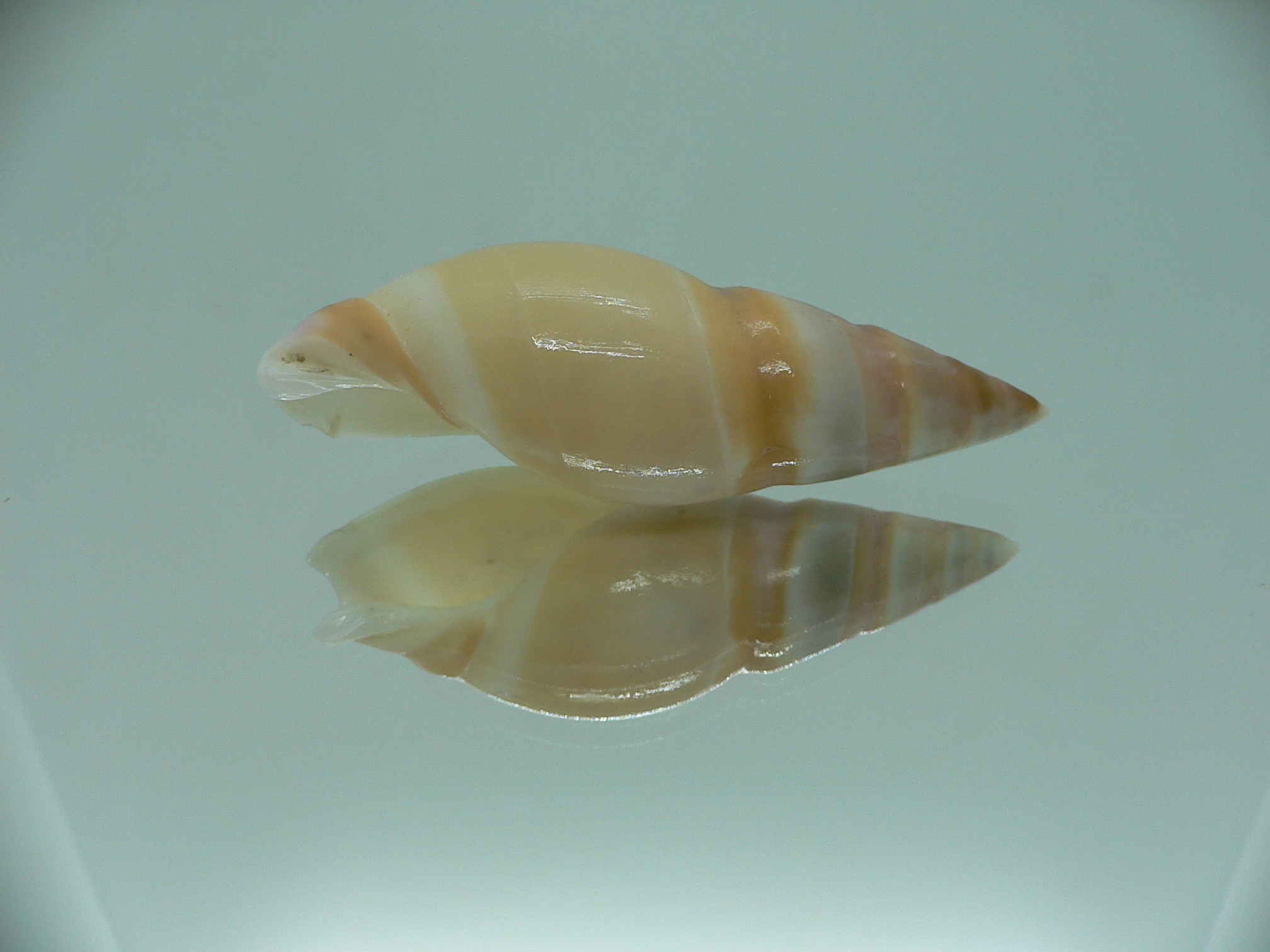 Amalda hilgendorfi hilgendorfi BIG, RARE, bit dead