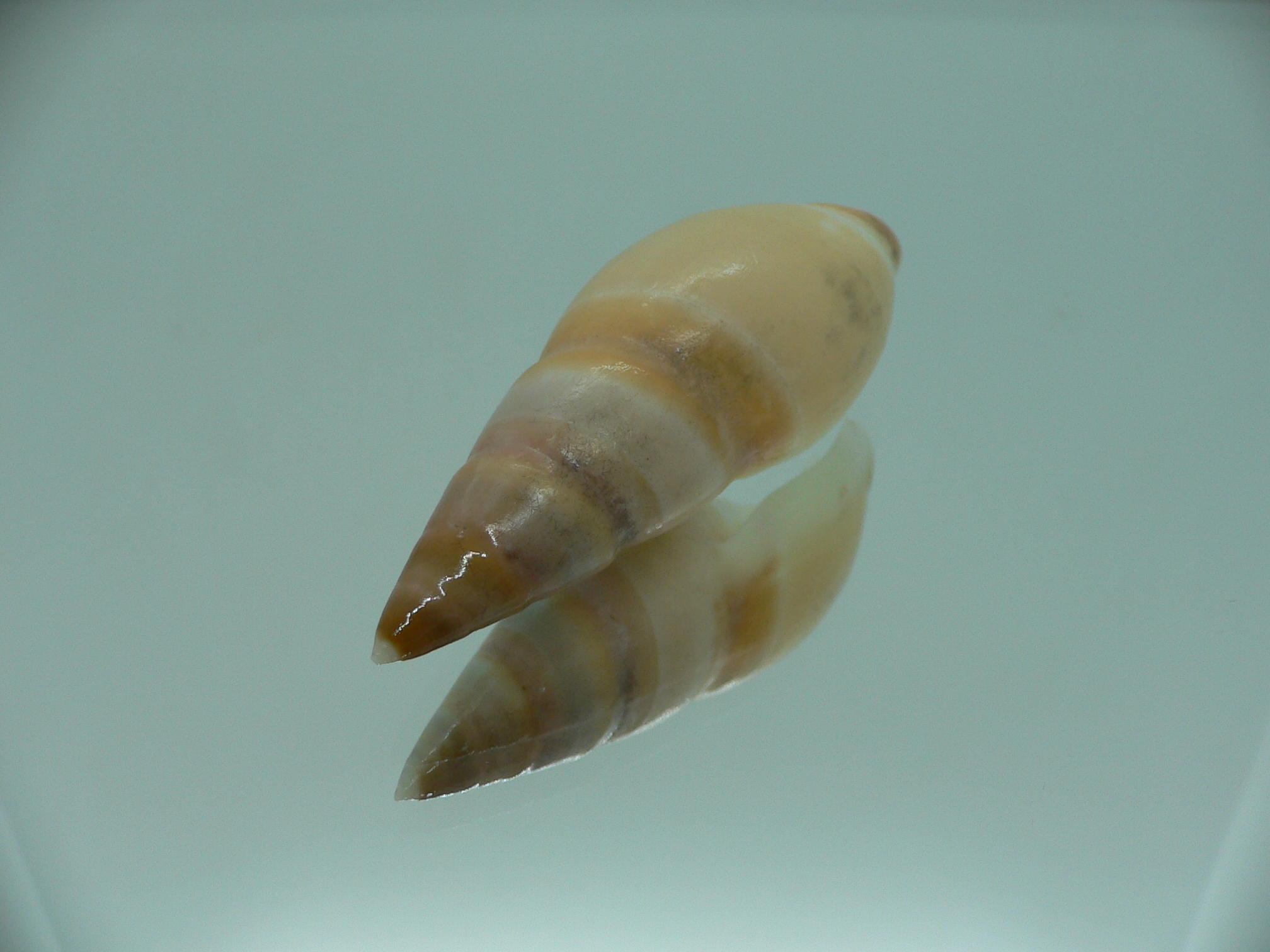 Amalda hilgendorfi hilgendorfi BIG, RARE, bit dead