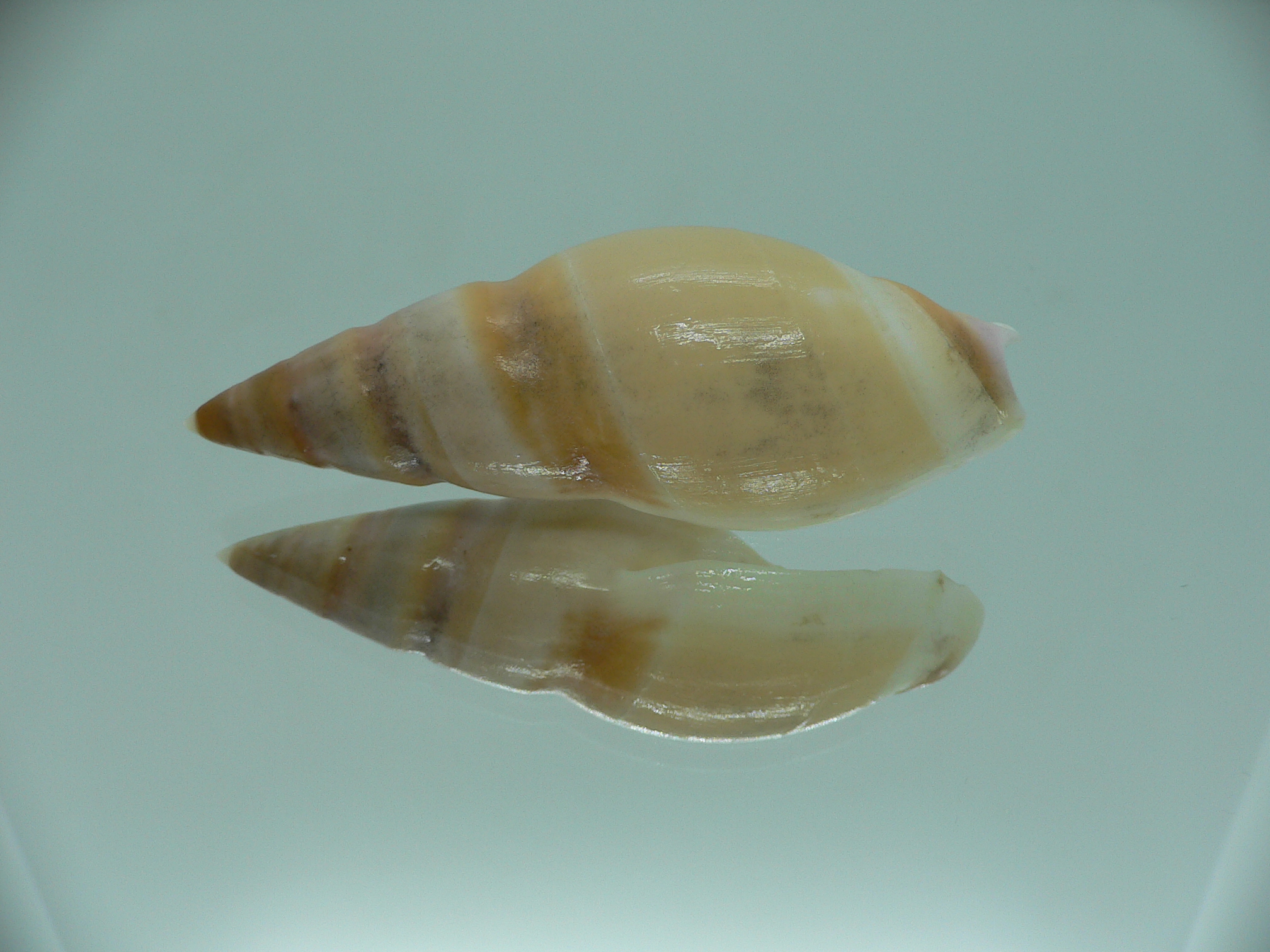 Amalda hilgendorfi hilgendorfi BIG, RARE, bit dead