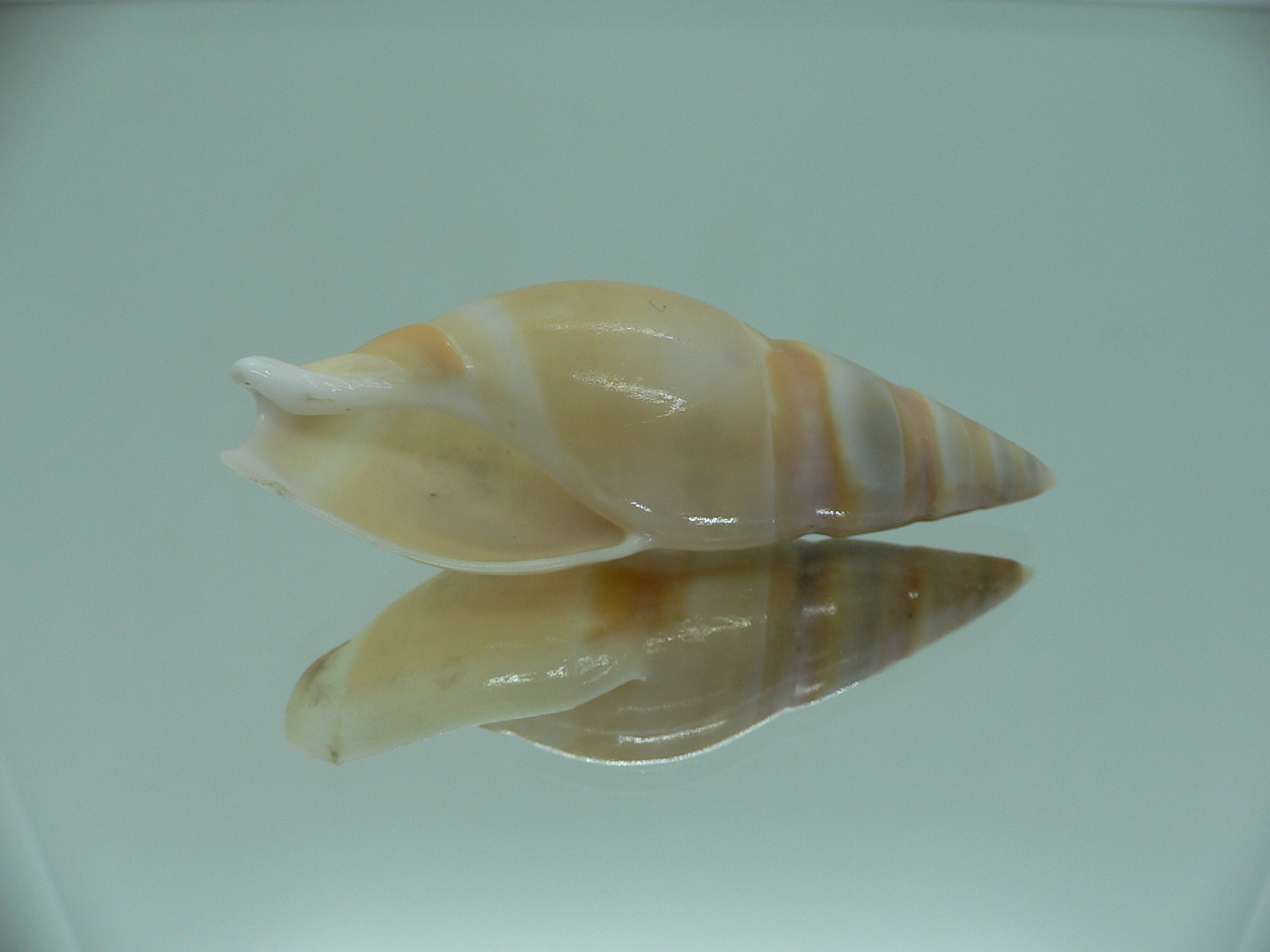 Amalda hilgendorfi hilgendorfi BIG, RARE, bit dead