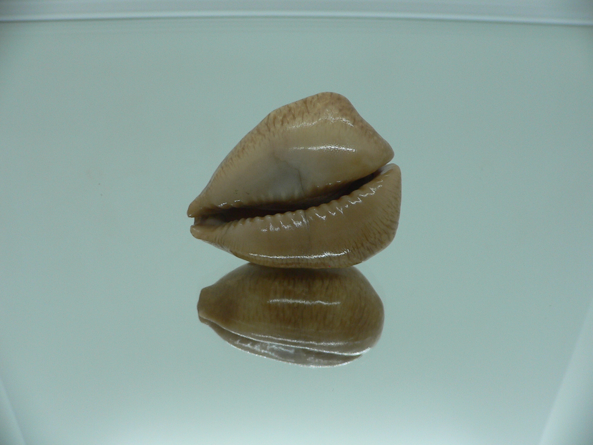 Barycypraea caputviperae