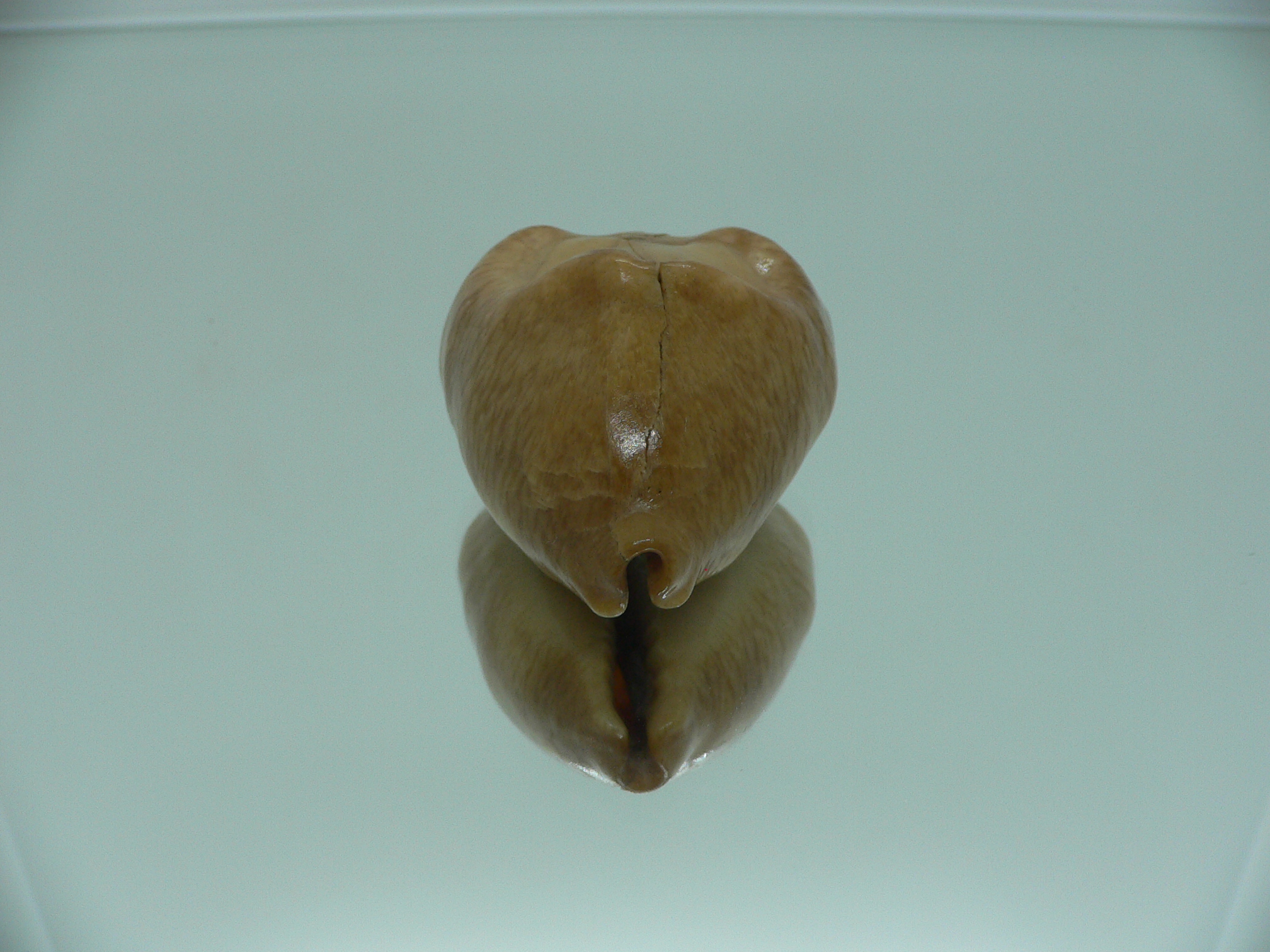 Barycypraea caputviperae