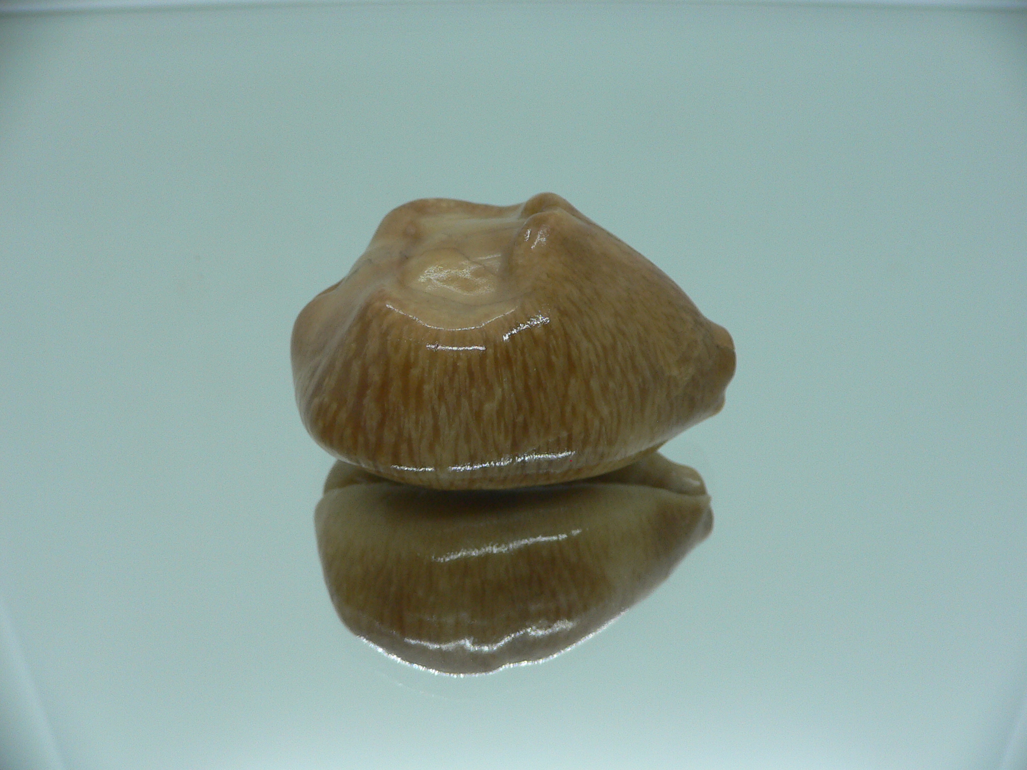 Barycypraea caputviperae