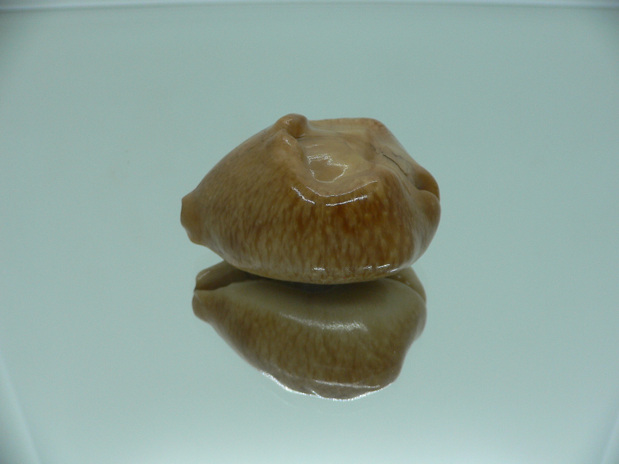 Barycypraea caputviperae