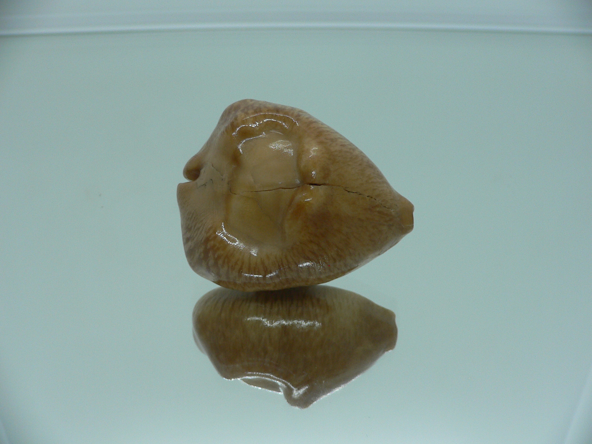 Barycypraea caputviperae