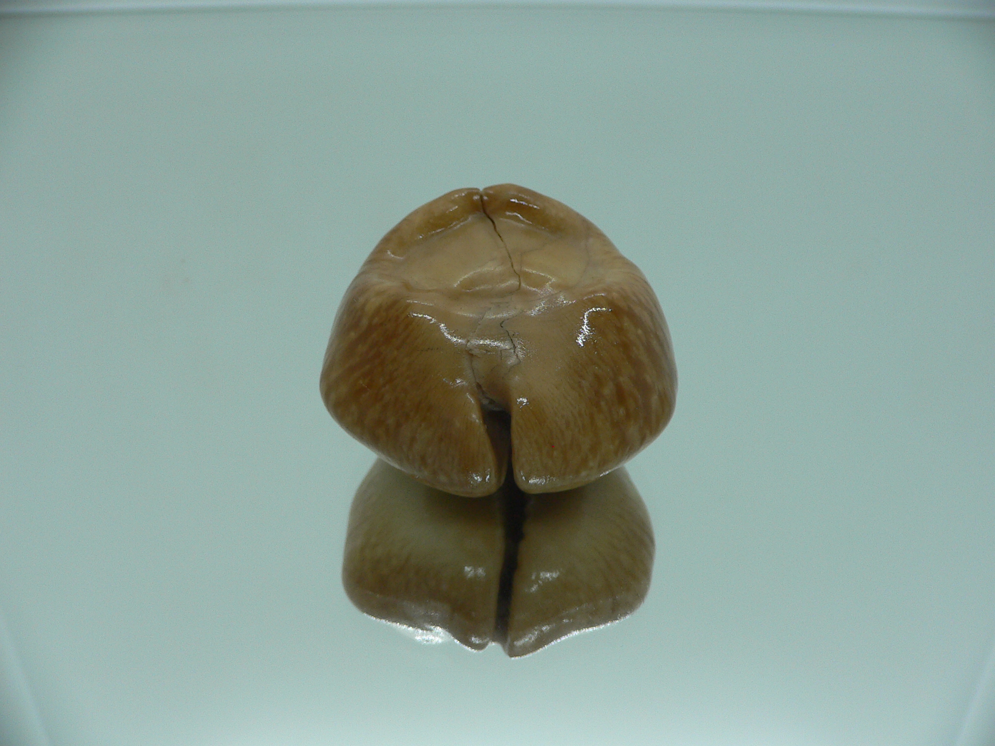 Barycypraea caputviperae