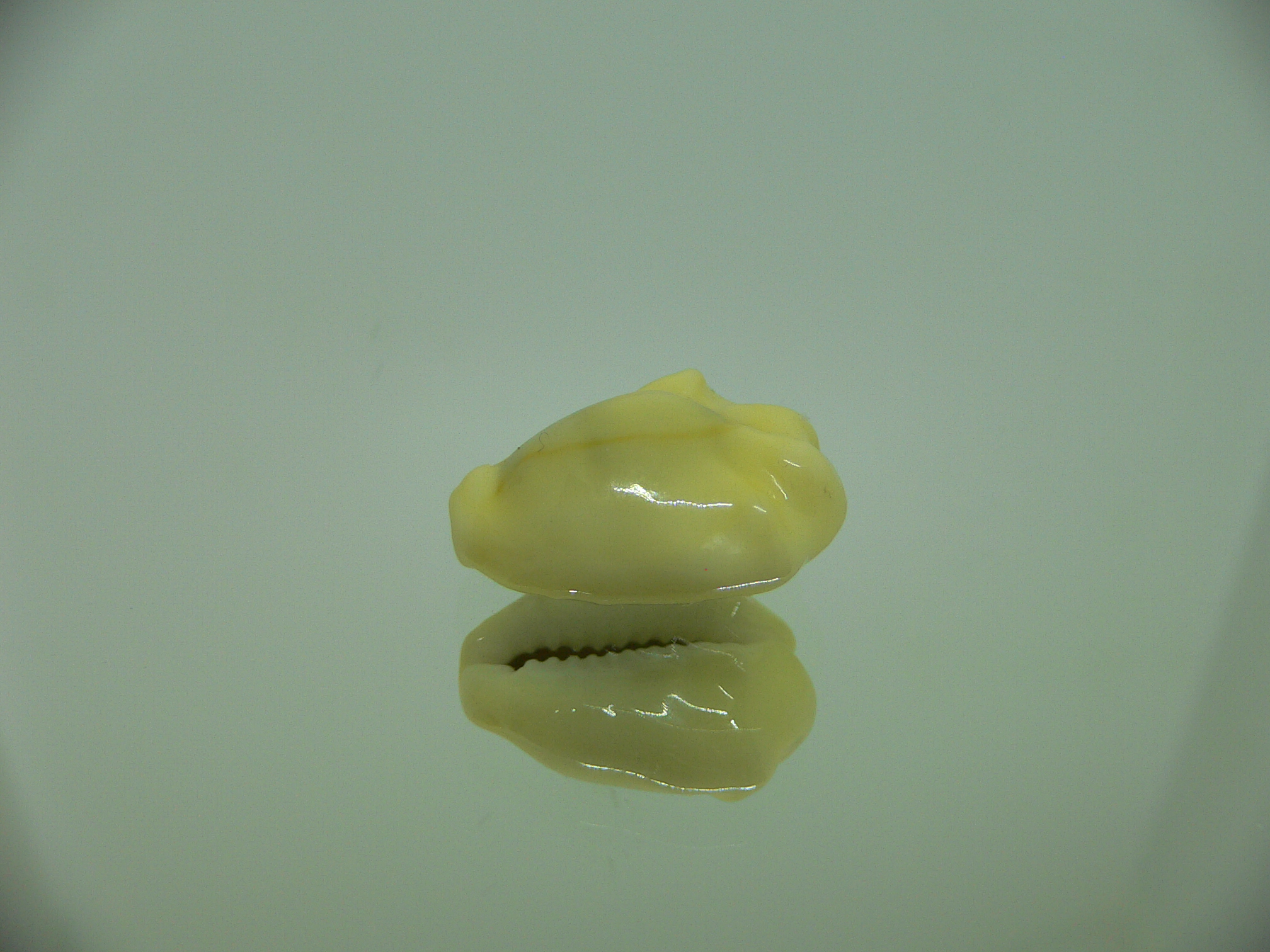 Cypraea moneta tuberculosa (var.) 6