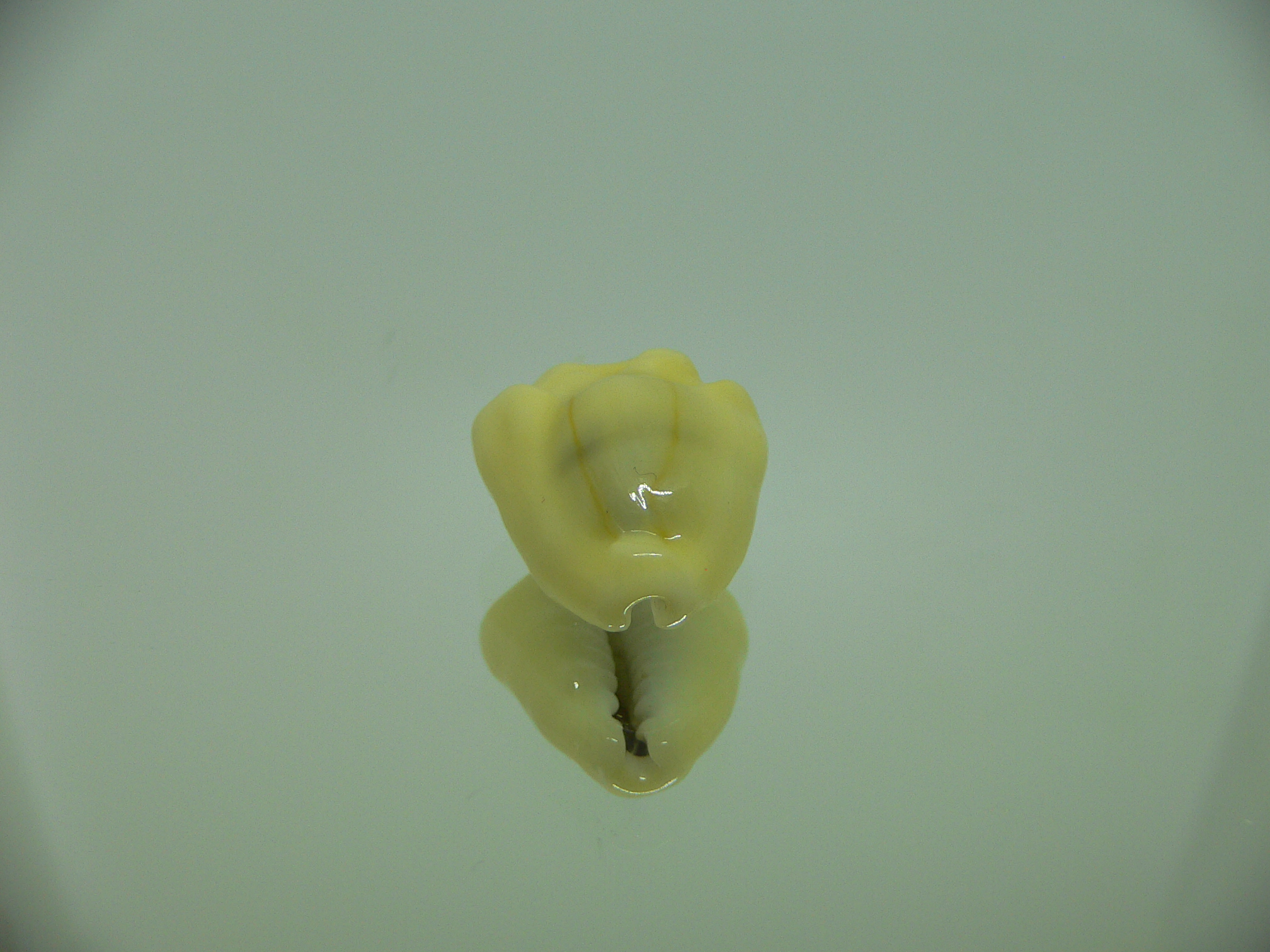 Cypraea moneta tuberculosa (var.) 6