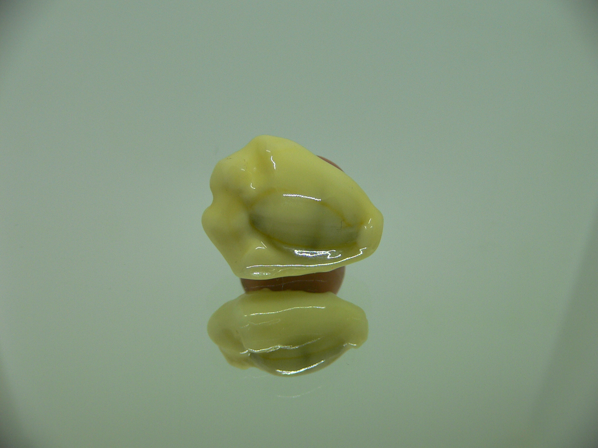 Cypraea moneta tuberculosa (var.) 6