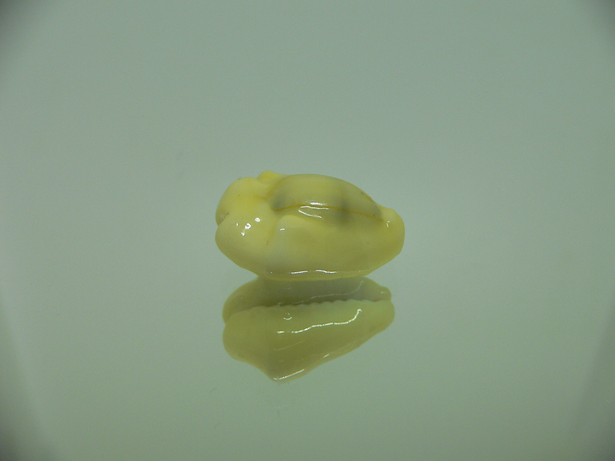 Cypraea moneta tuberculosa (var.) 6