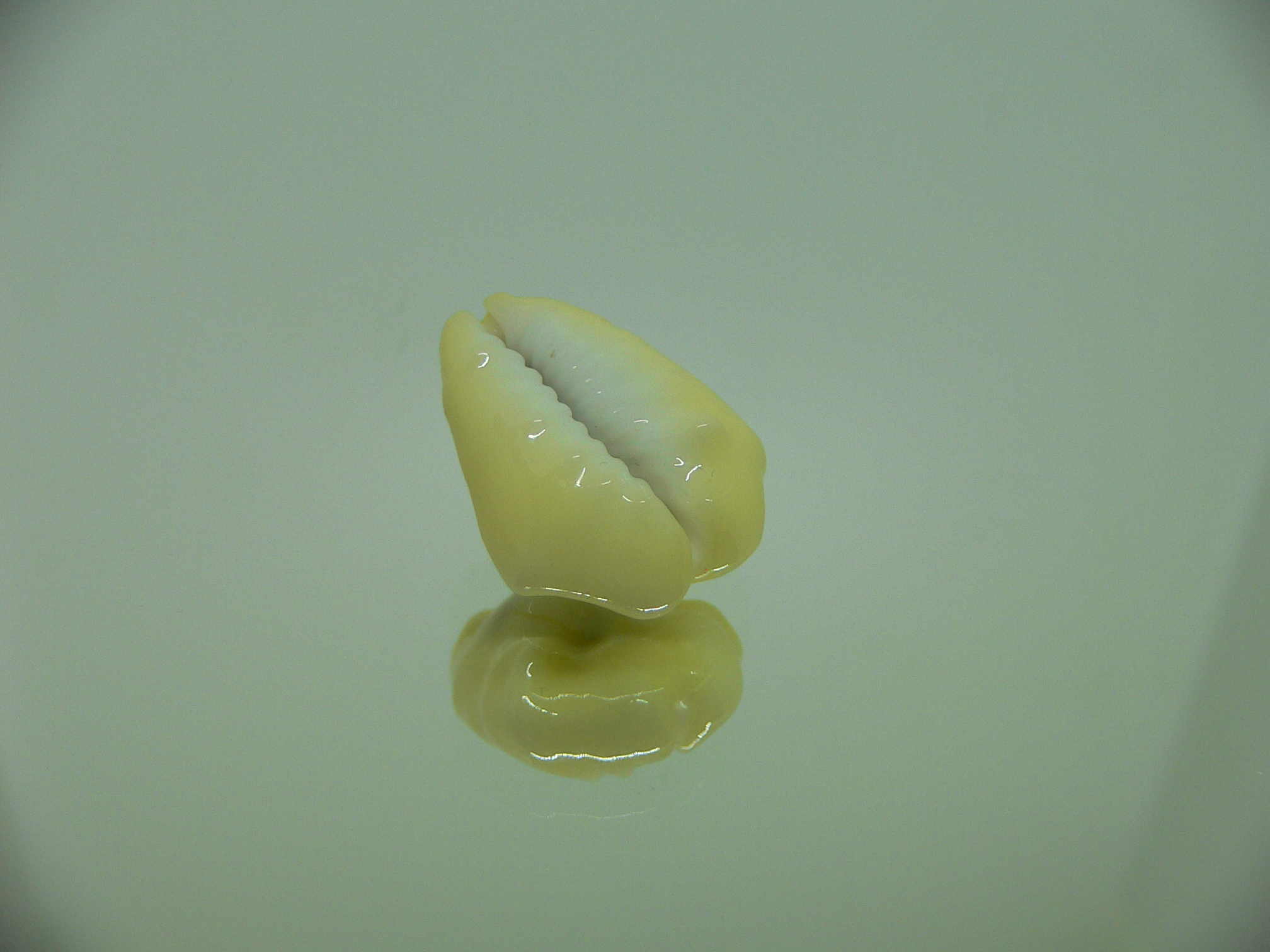 Cypraea moneta tuberculosa (var.) 6