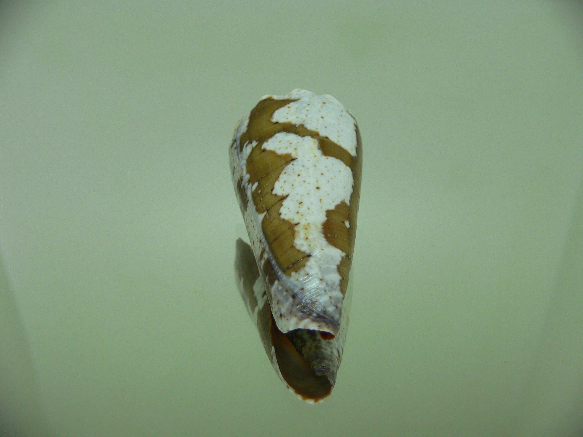 Conus imperialis fuscatus (var.)