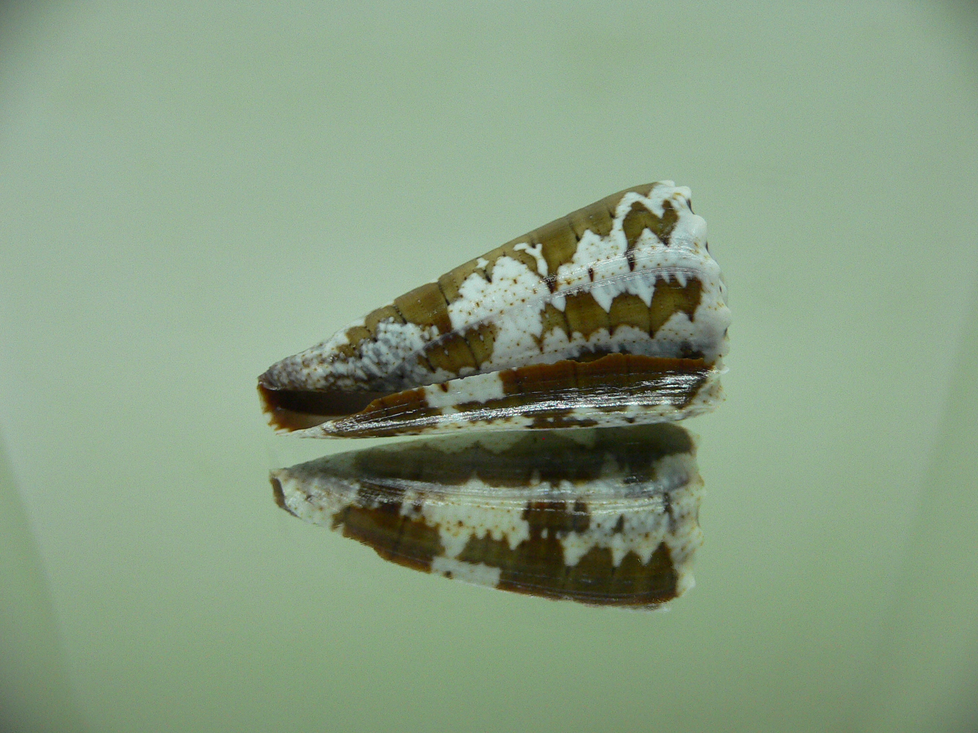 Conus imperialis fuscatus (var.)