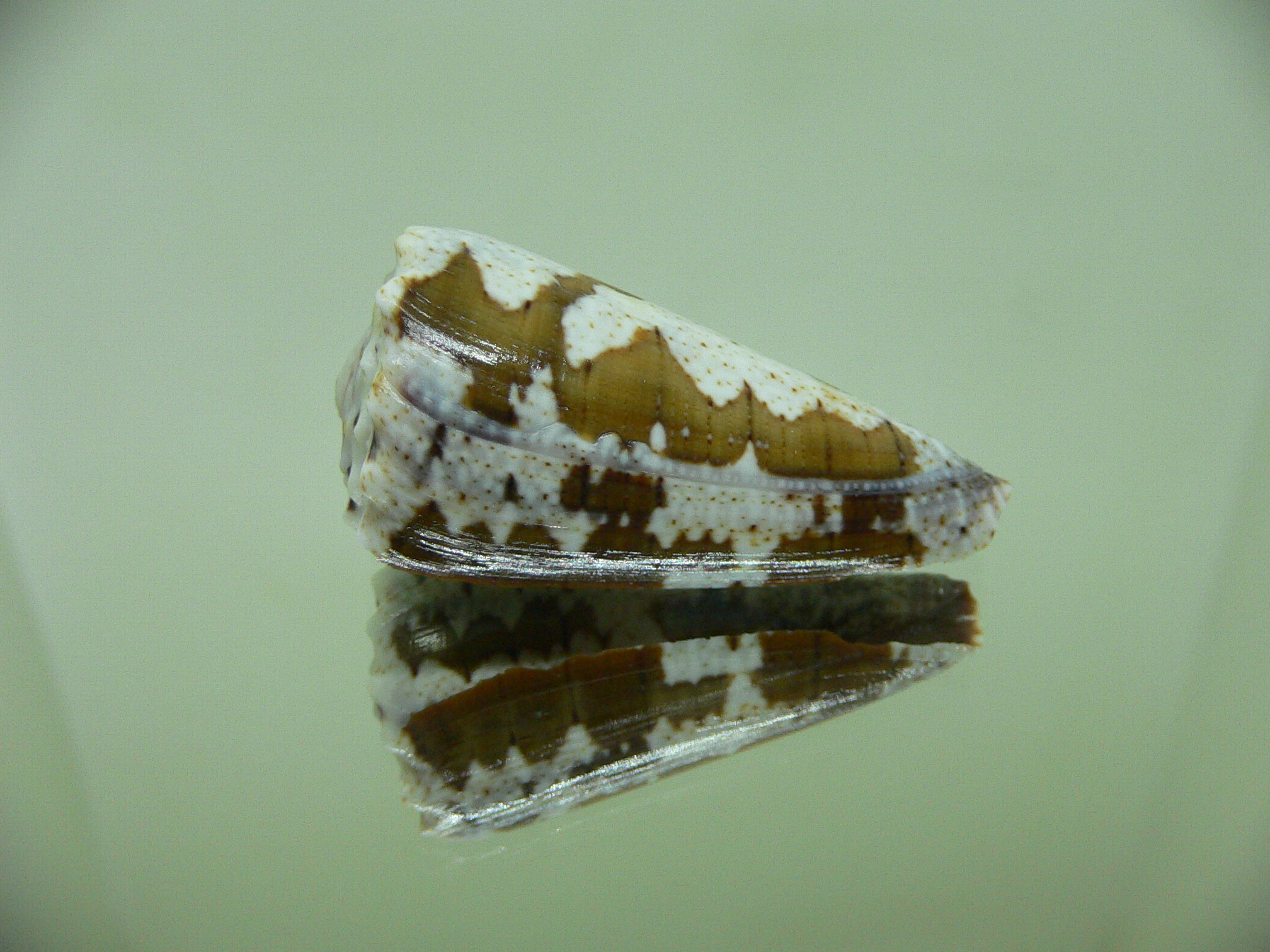 Conus imperialis fuscatus (var.)