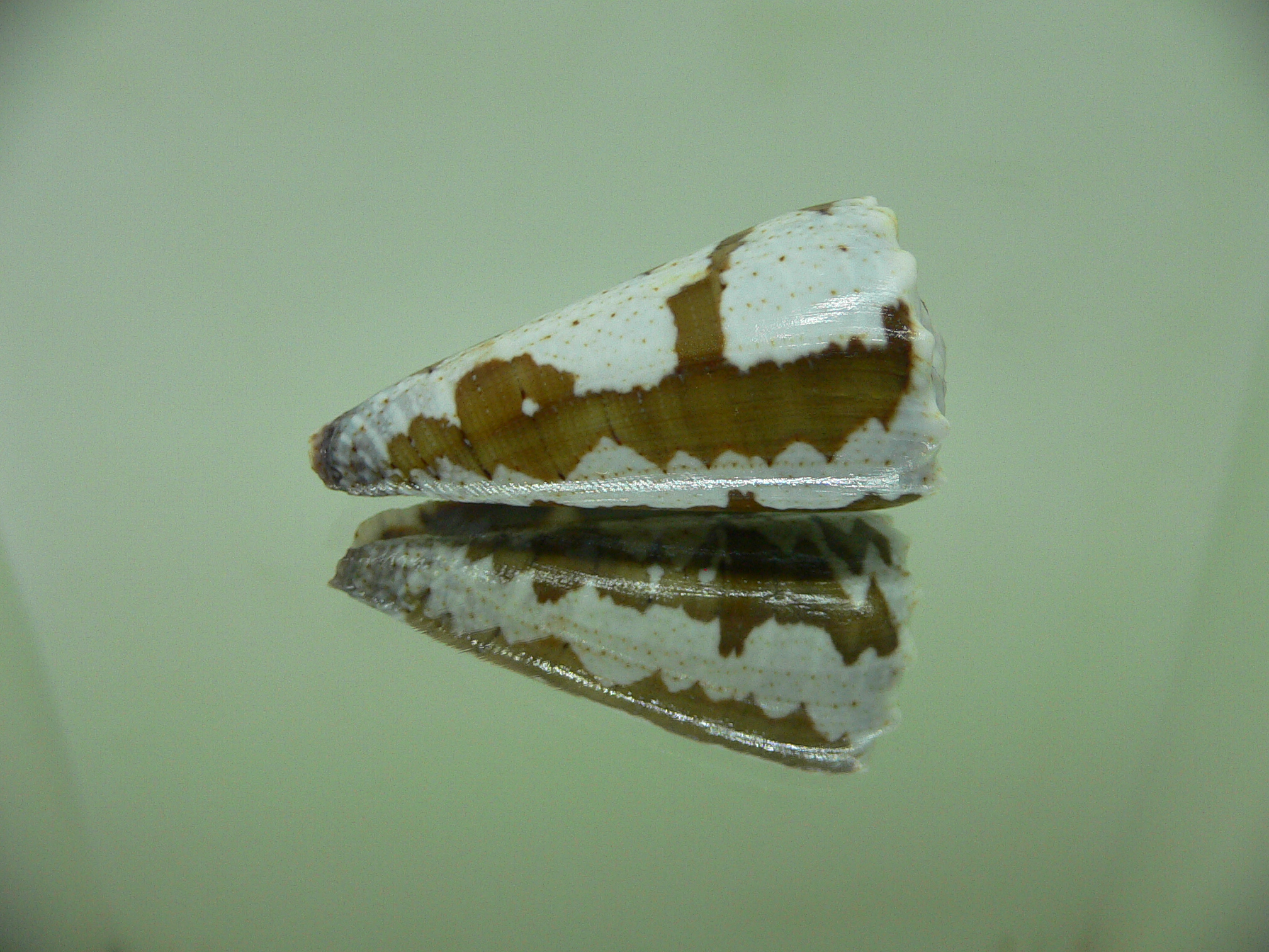 Conus imperialis fuscatus (var.)