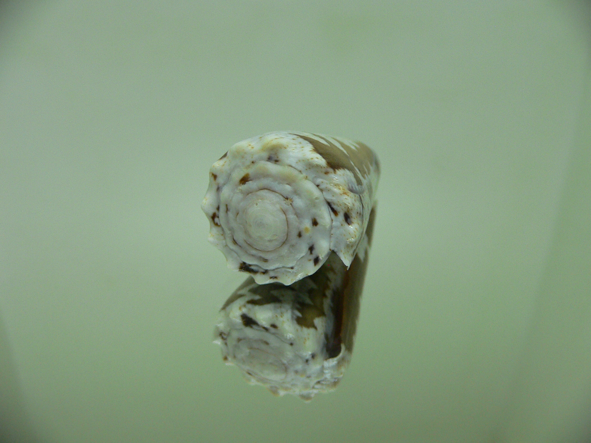 Conus imperialis fuscatus (var.)