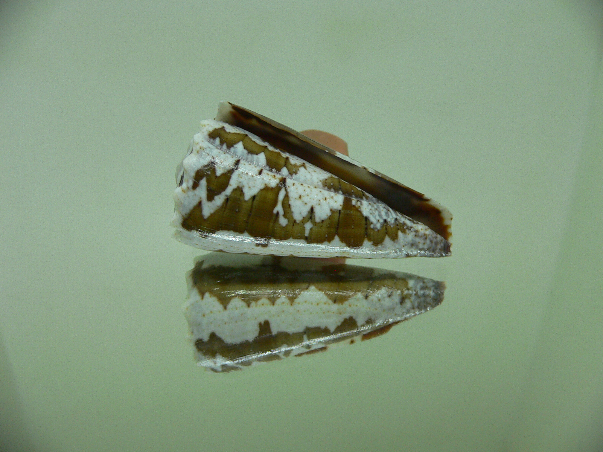 Conus imperialis fuscatus (var.)