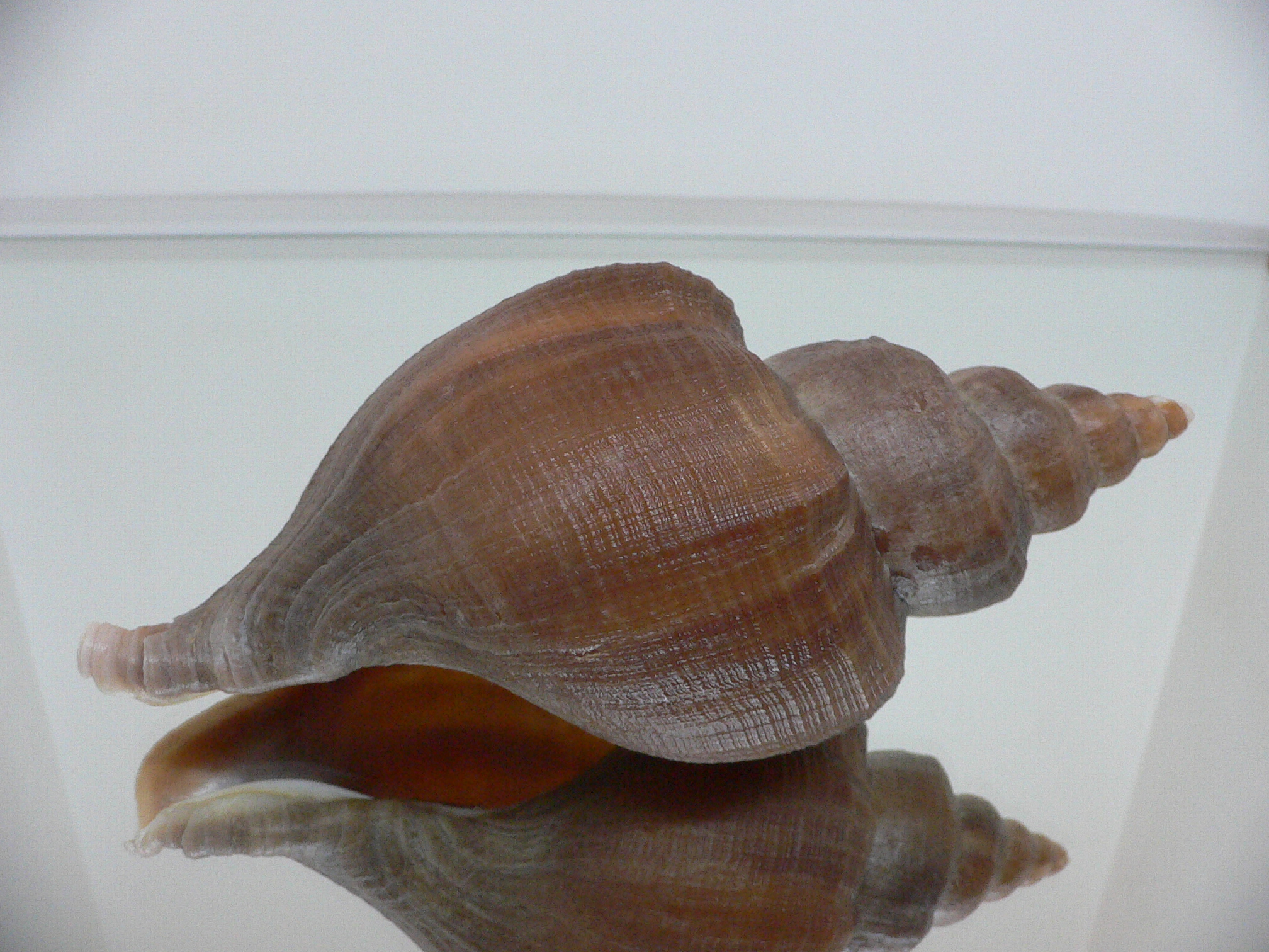 Neptunea vladivostokensis