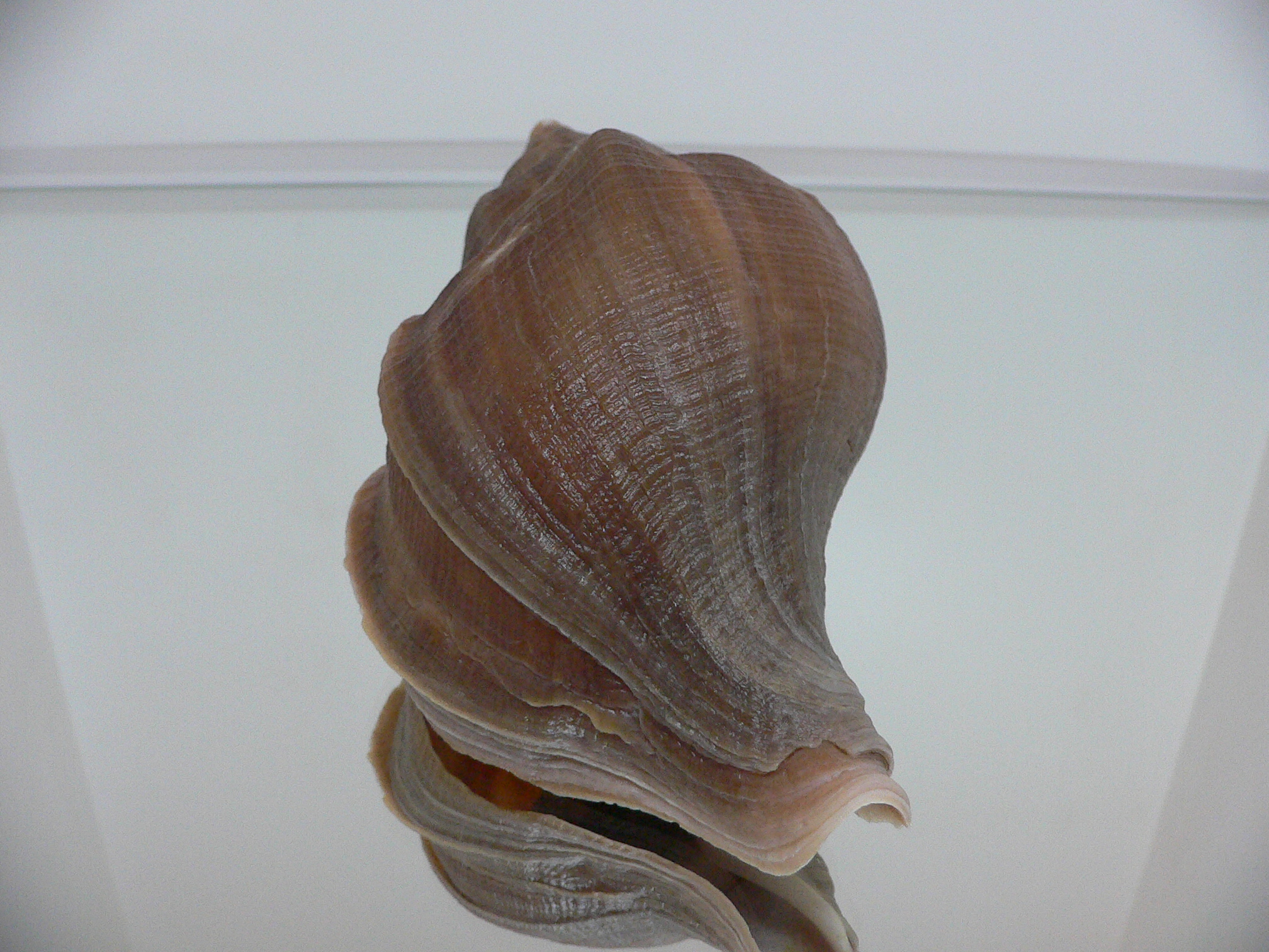 Neptunea vladivostokensis