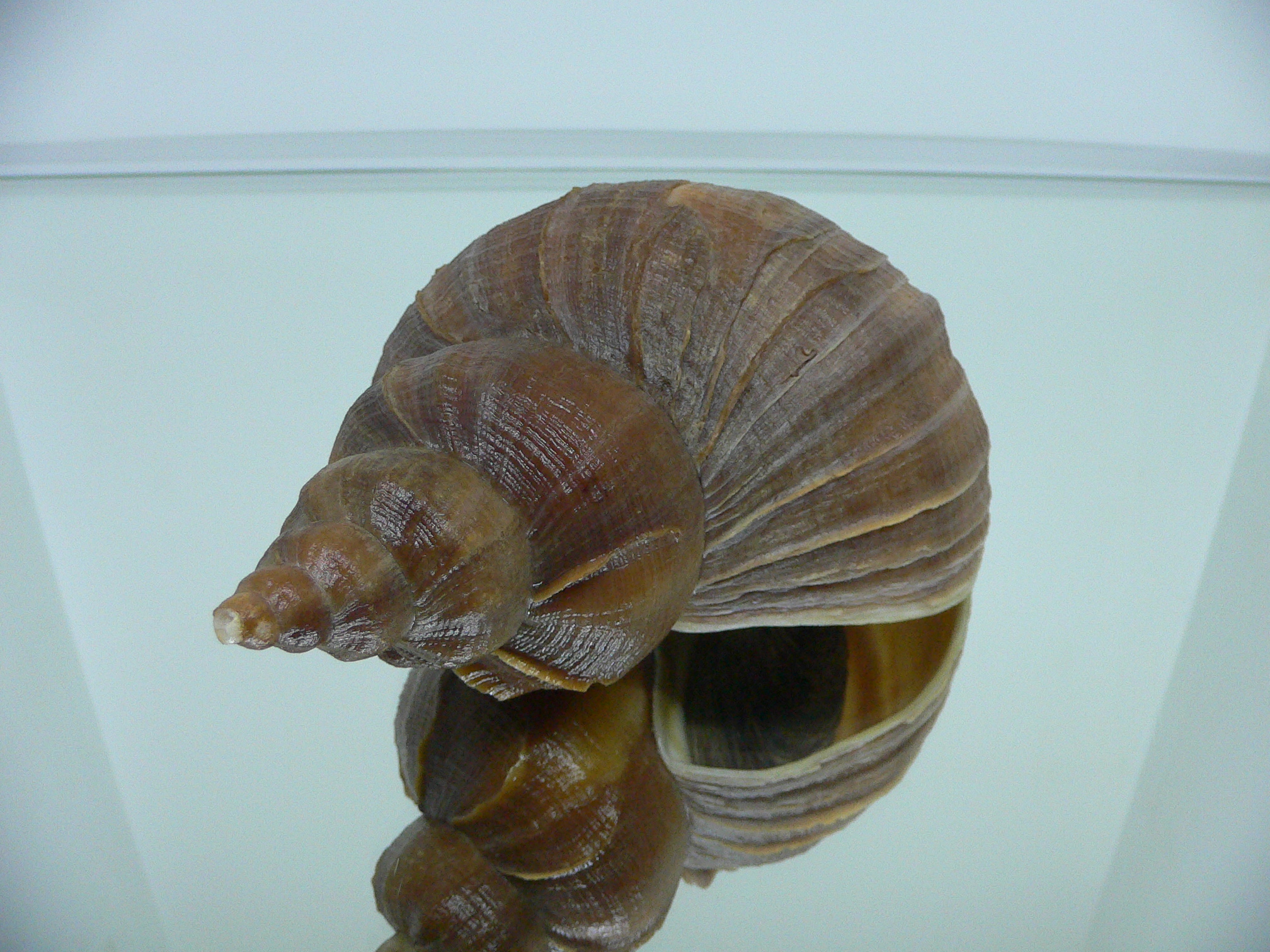 Neptunea vladivostokensis