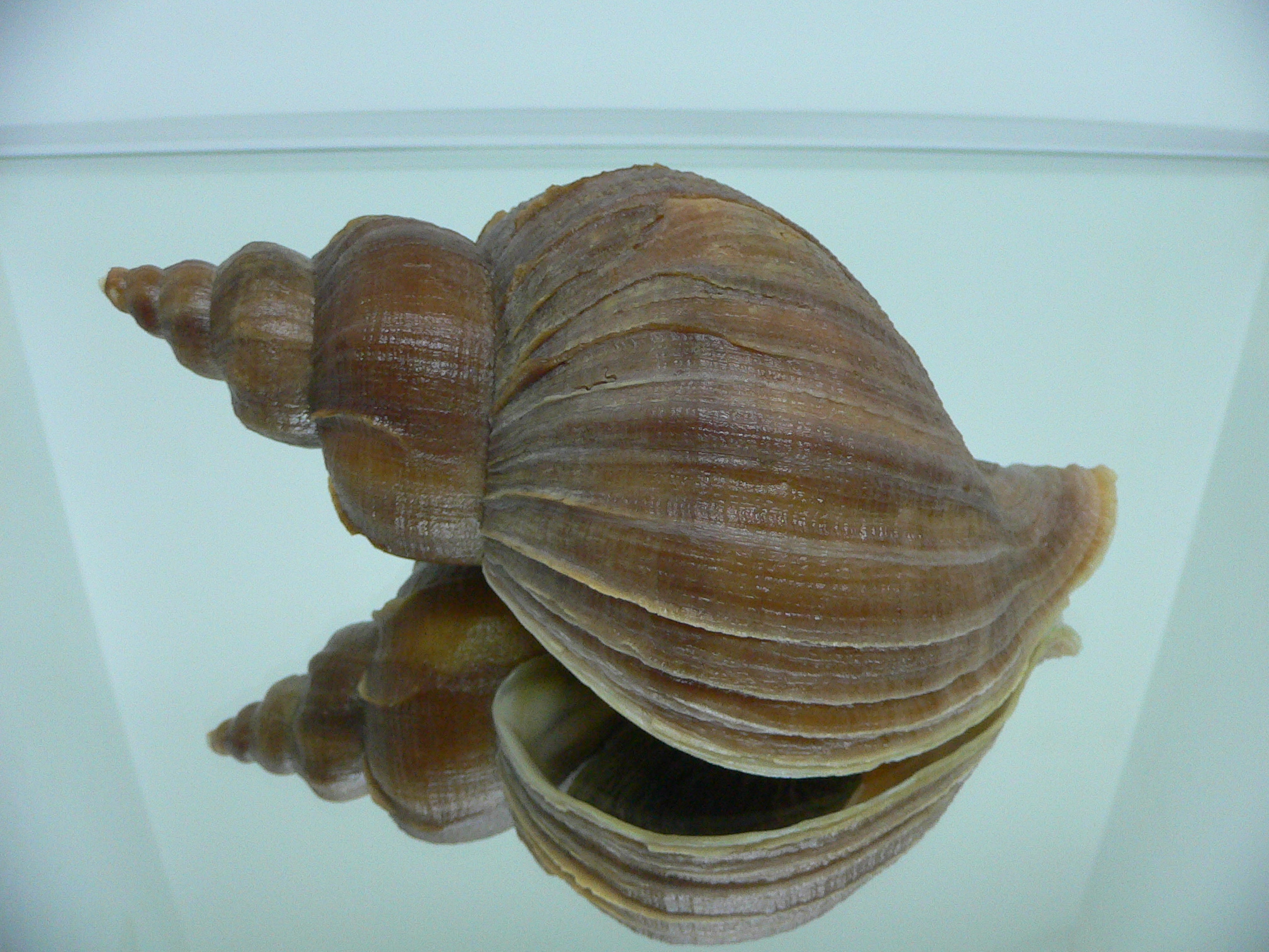 Neptunea vladivostokensis