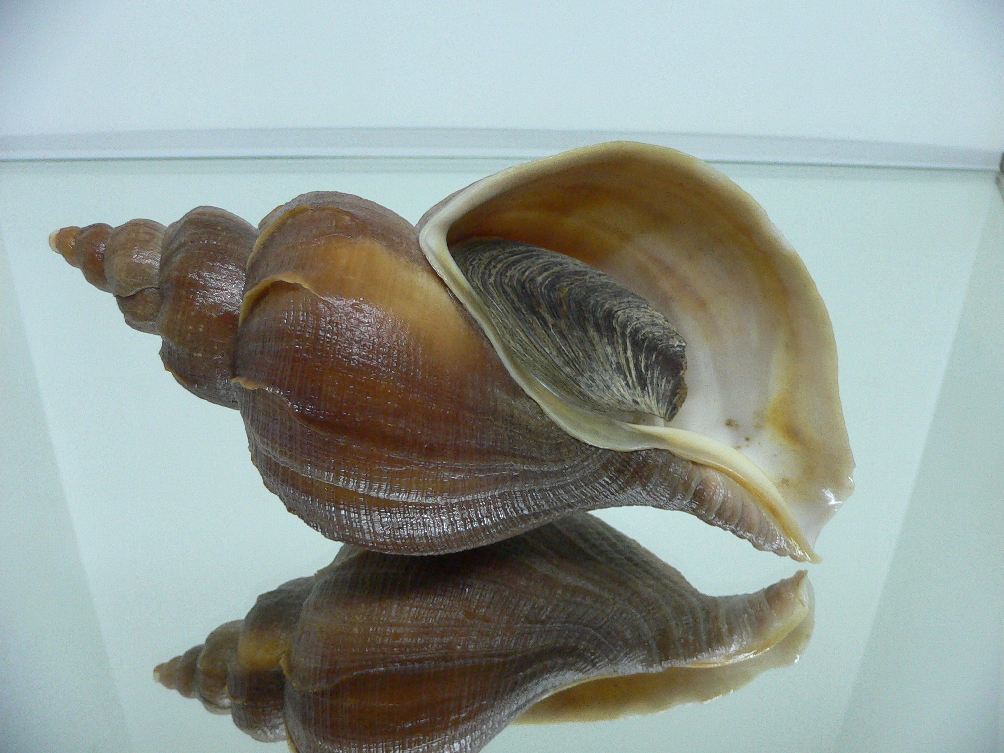 Neptunea vladivostokensis