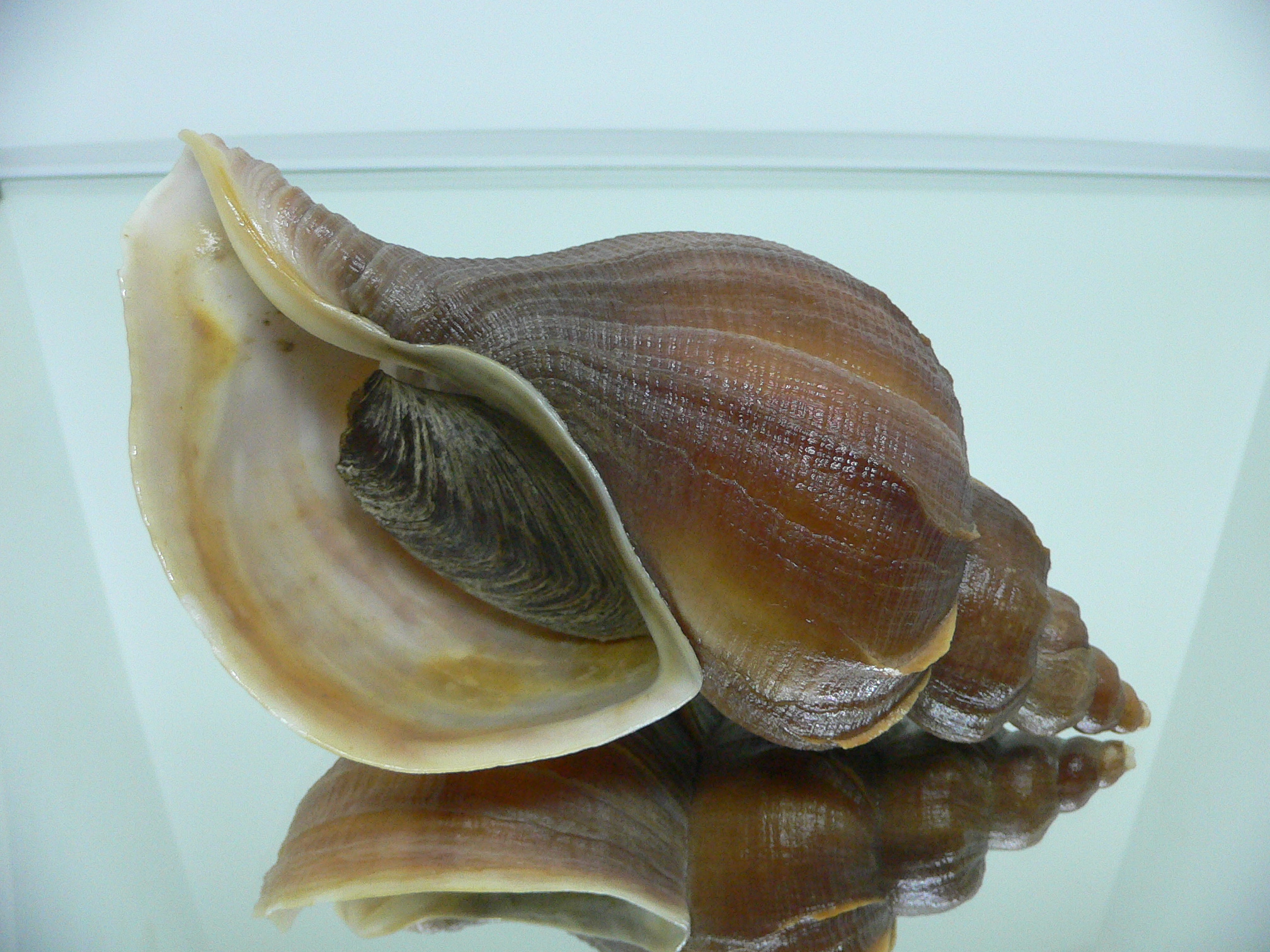 Neptunea vladivostokensis