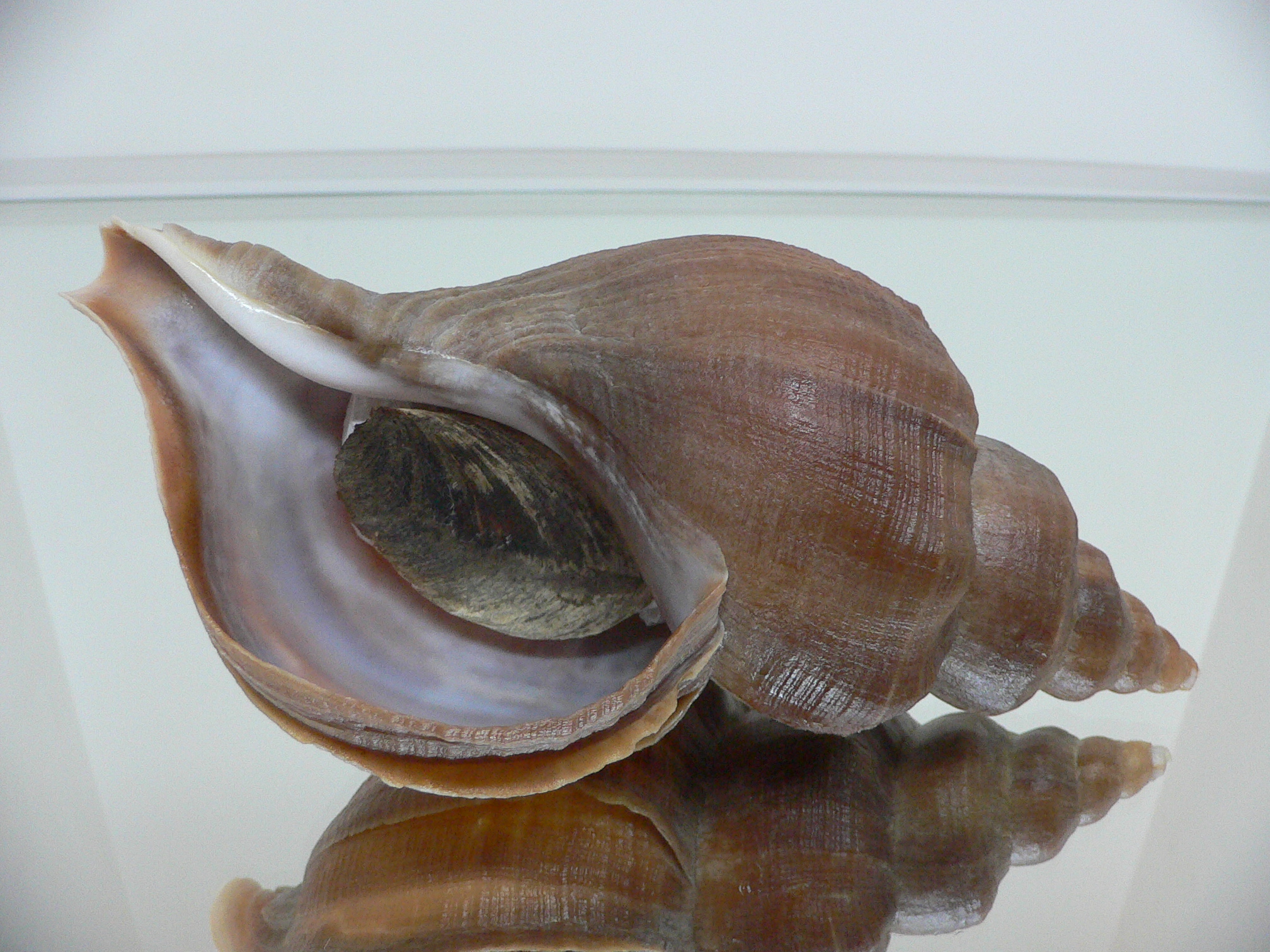 Neptunea vladivostokensis