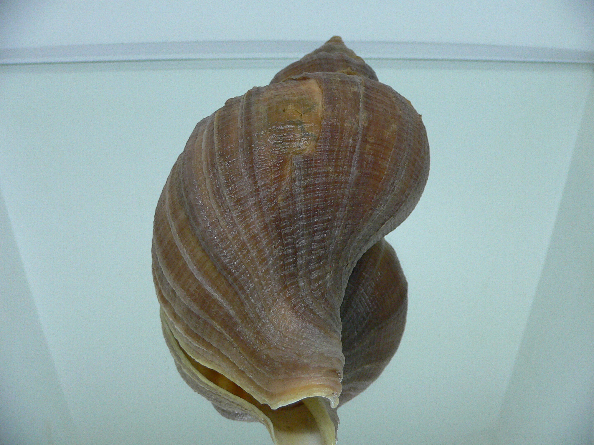 Neptunea vladivostokensis