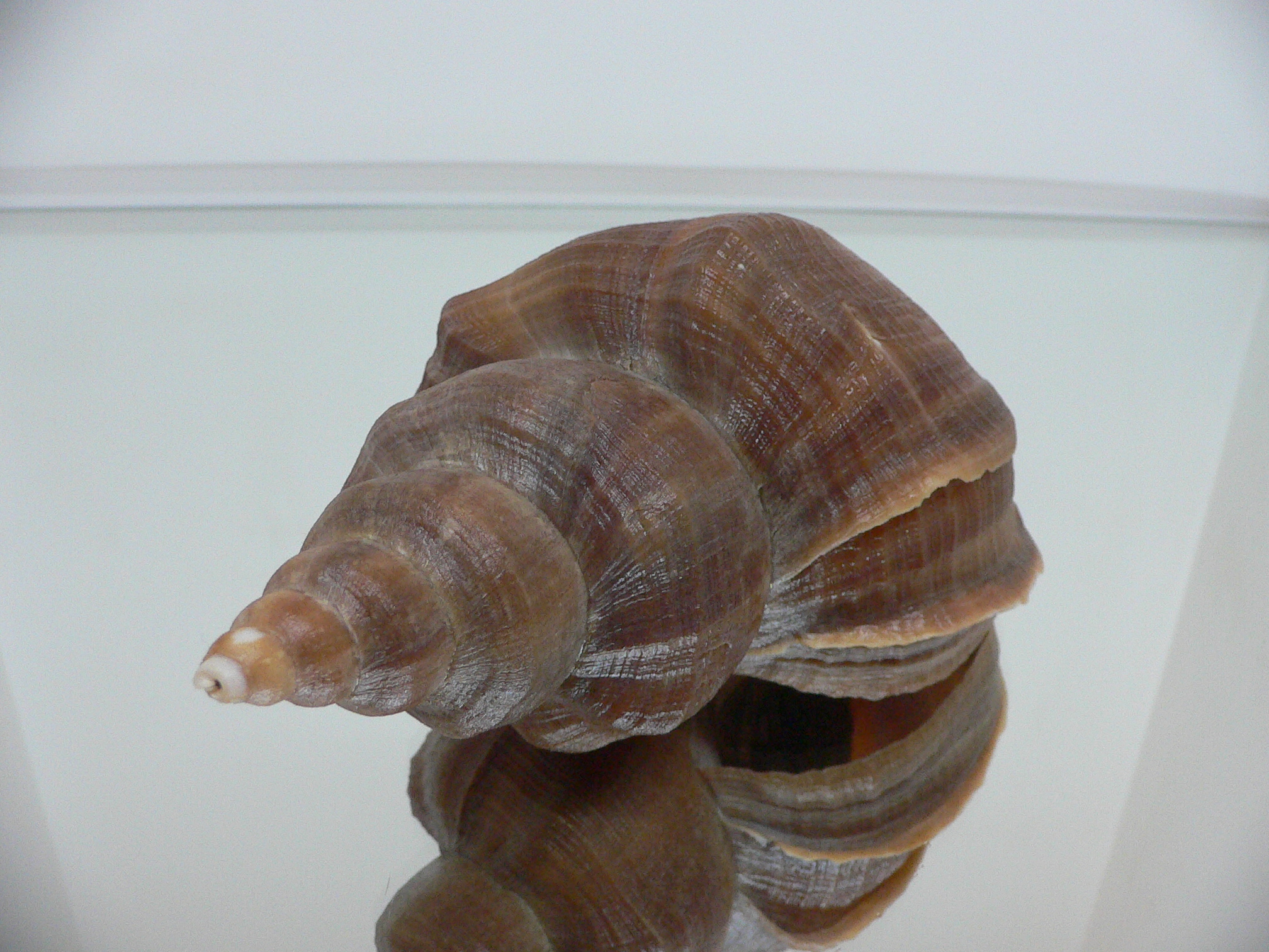 Neptunea vladivostokensis