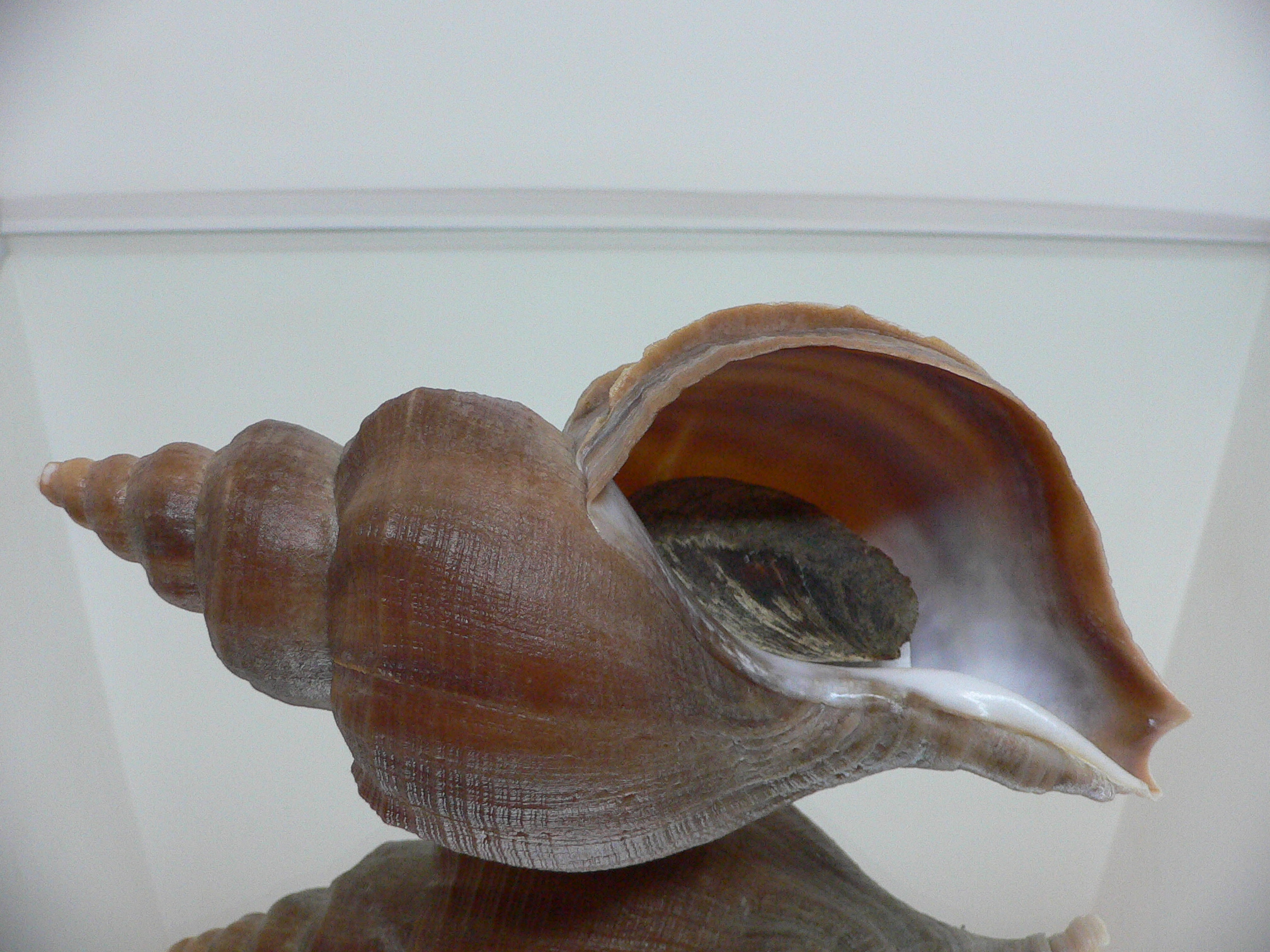 Neptunea vladivostokensis