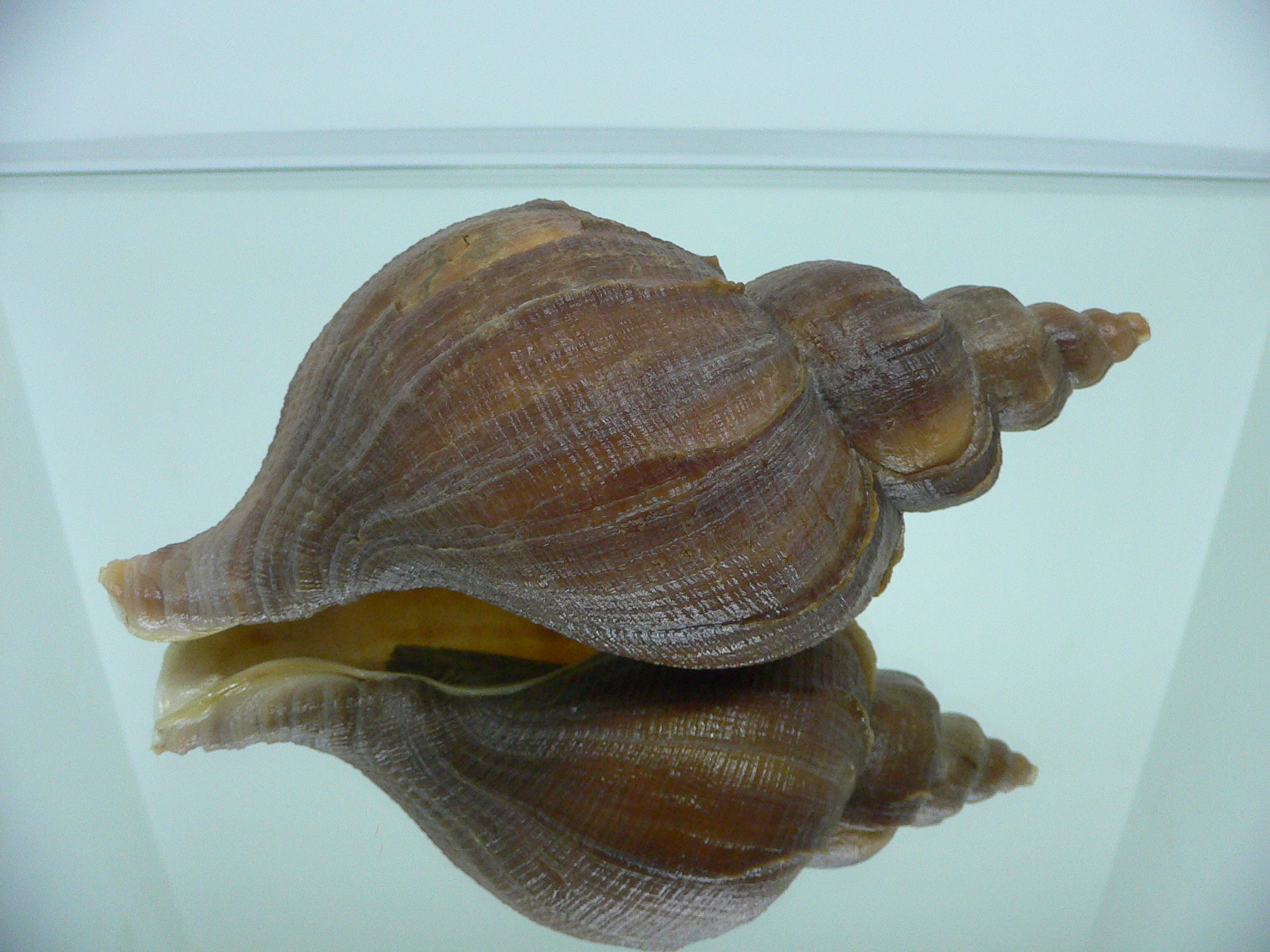 Neptunea vladivostokensis
