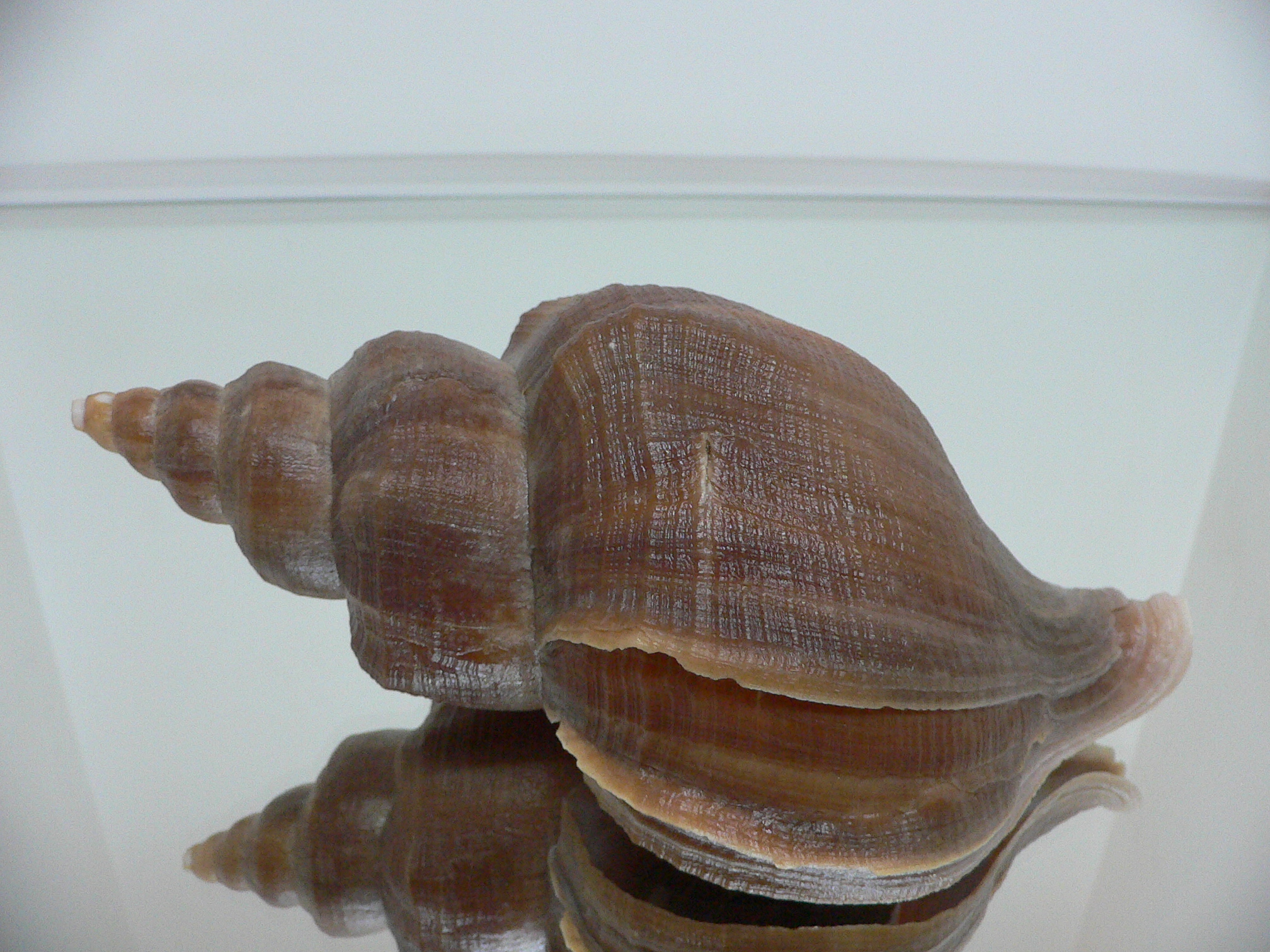 Neptunea vladivostokensis