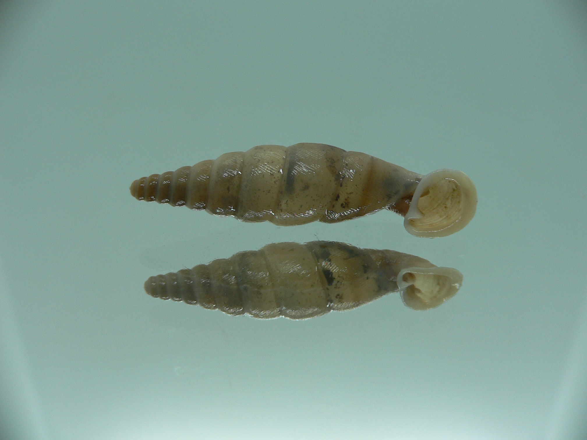 Grandinenia unicolor BIG