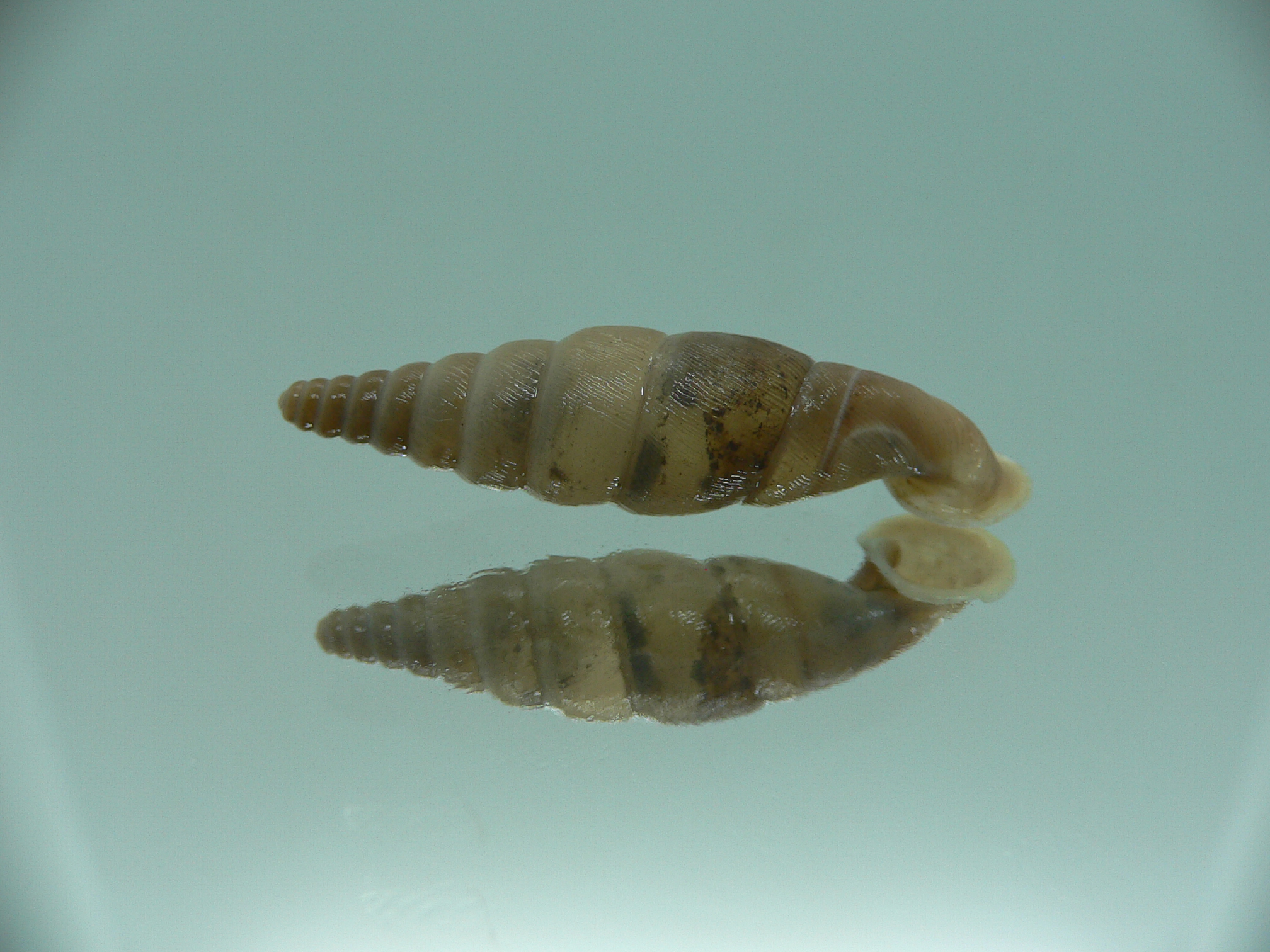 Grandinenia unicolor BIG