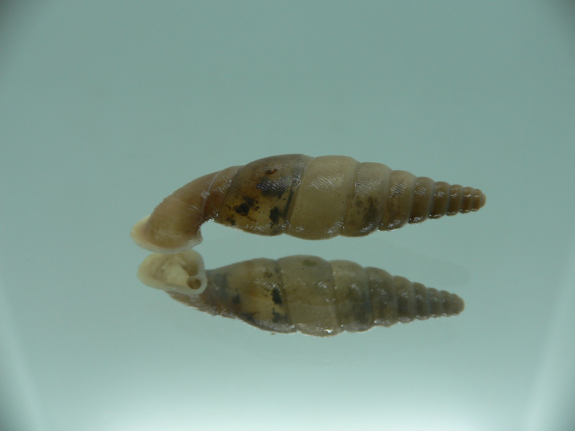 Grandinenia unicolor BIG