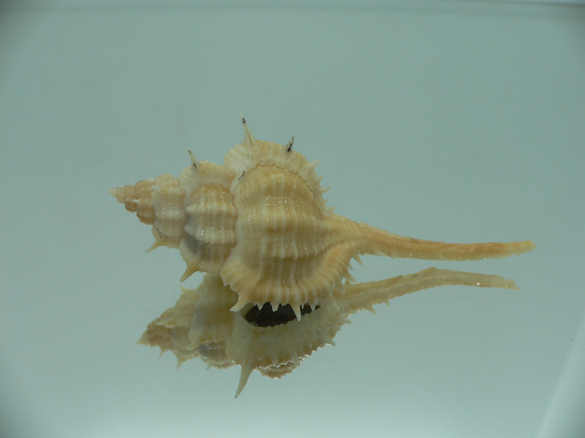 Vokesimurex mindanaoensis