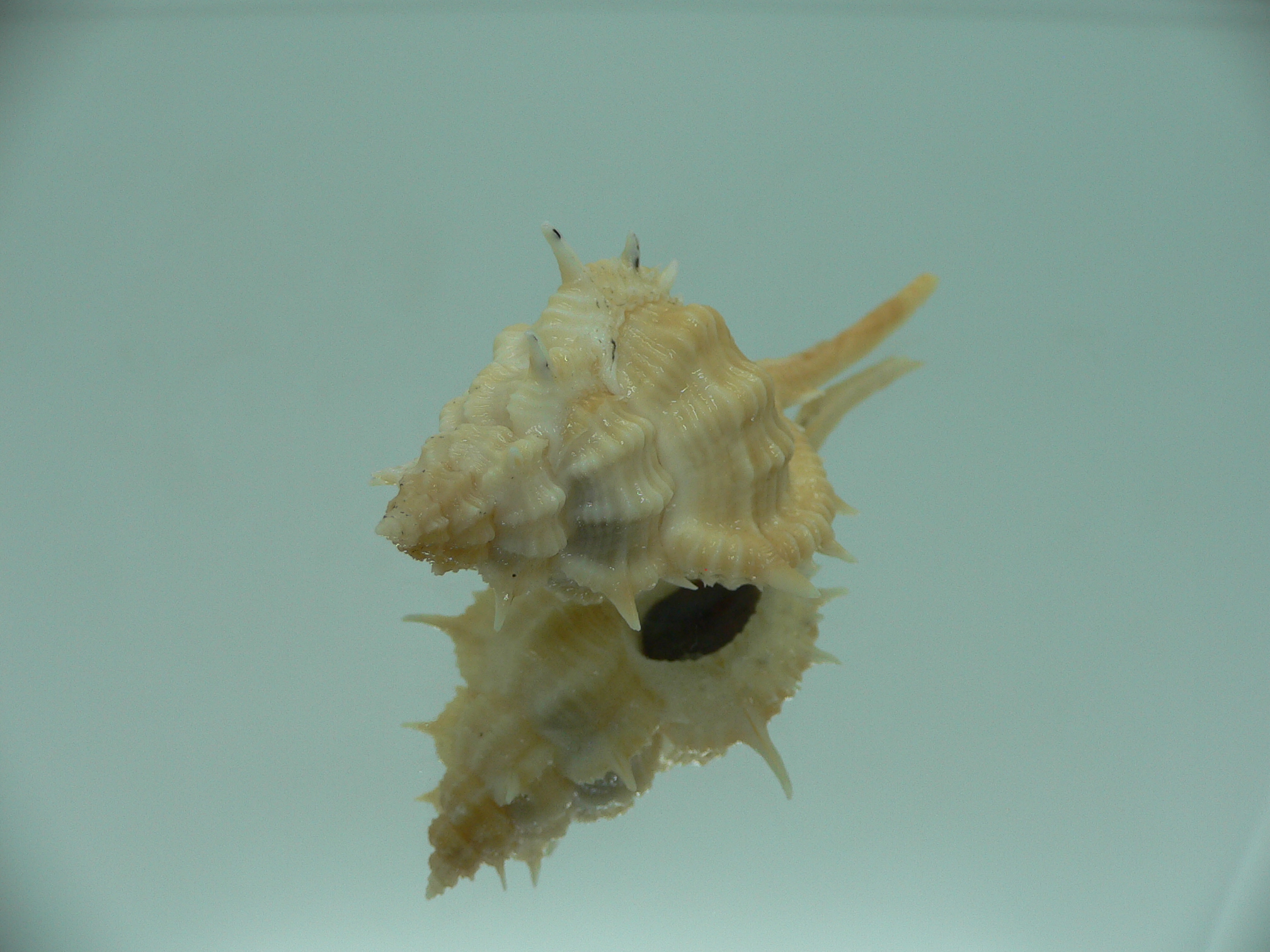 Vokesimurex mindanaoensis