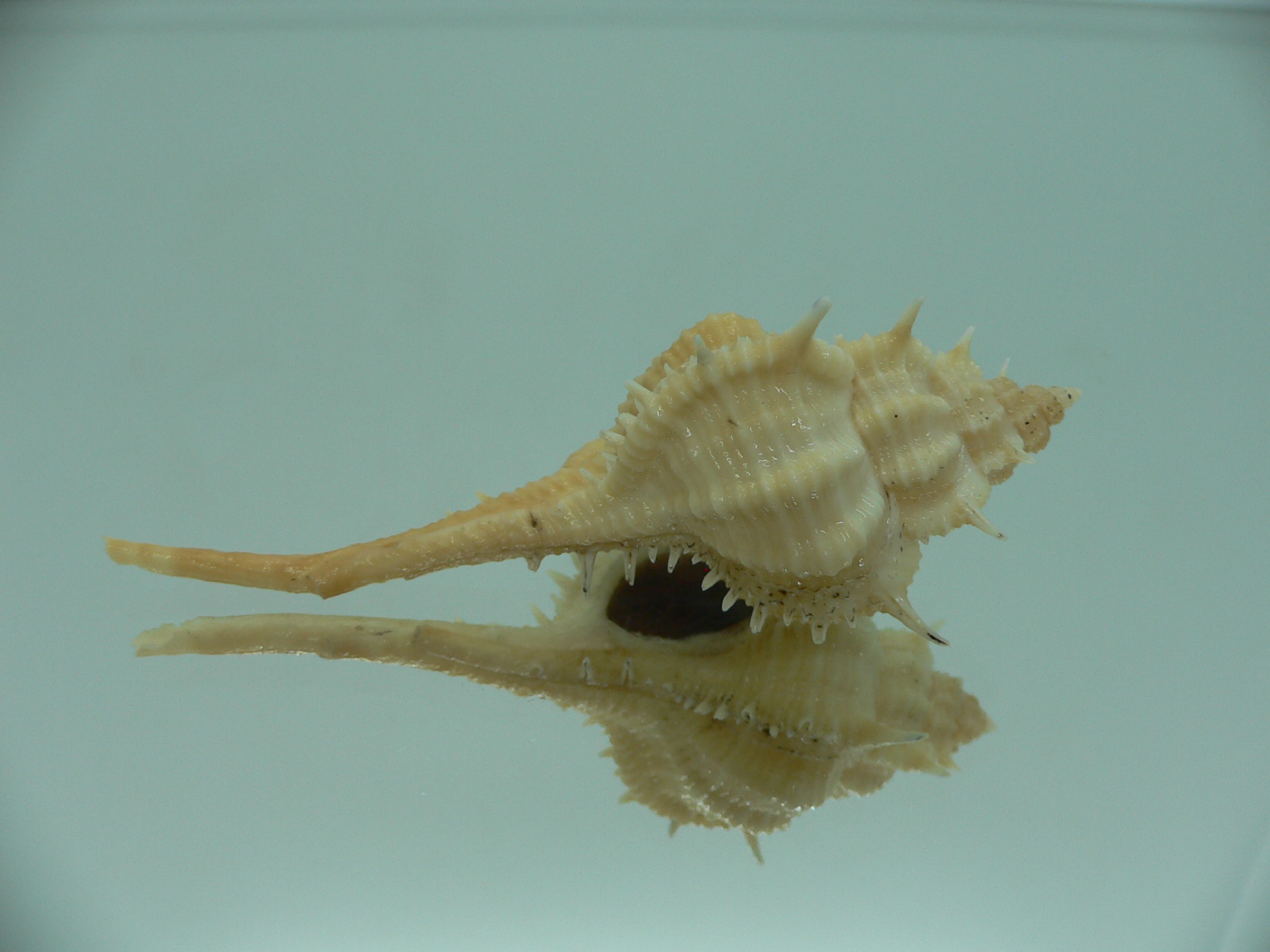 Vokesimurex mindanaoensis